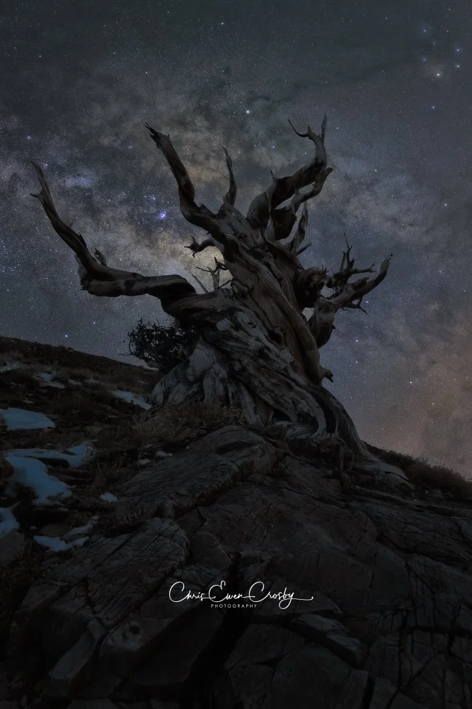 Vertical photo of the Milky Way galaxy glowing above the twisted, reaching silhouette of an ancient Bristlecone Pine tree at night.