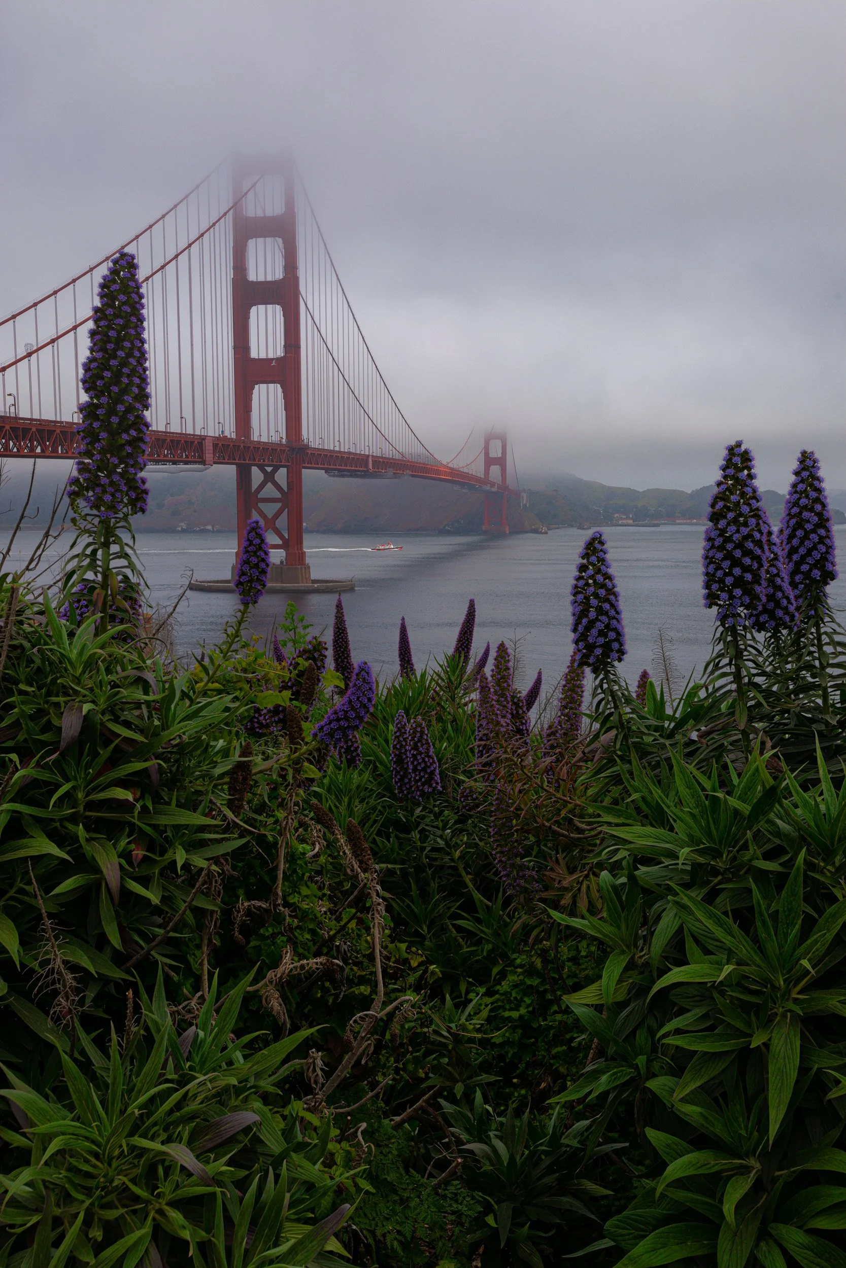 Tall purple Pride of Madeira flowers framing the fog-covered Golden Gate Bridge in San Francisco by Chris Ewen Crosby.