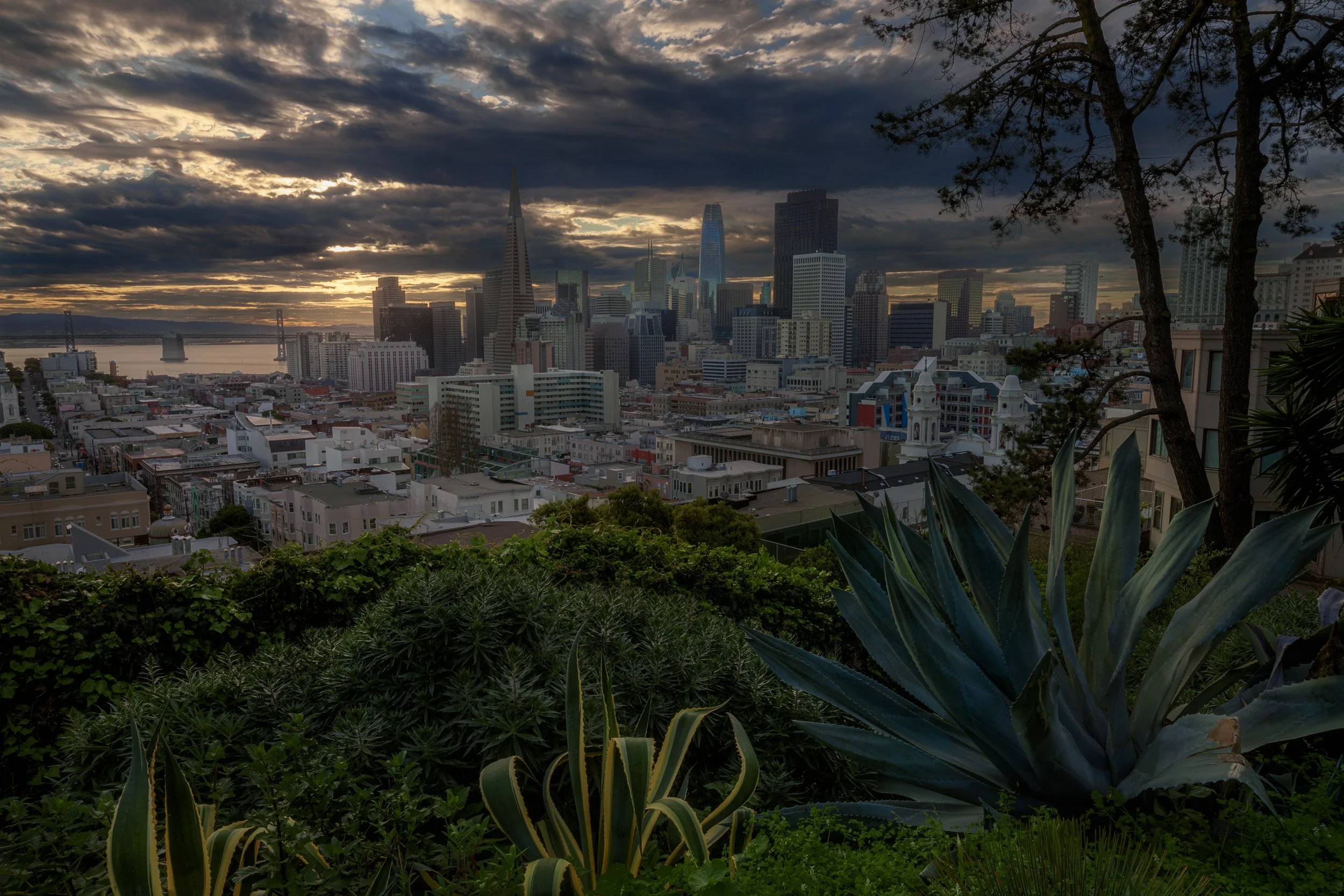 San Francisco Financial District skyscrapers framed by large agave plants under moody sunrise clouds from Ina Coolbrith Park by Chris Ewen Crosby.