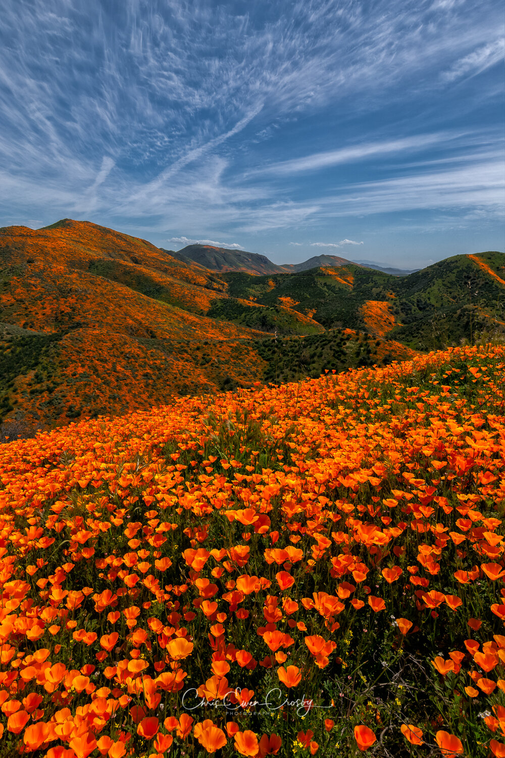 Poppy-Heaven-Super-Bloom-California-Full