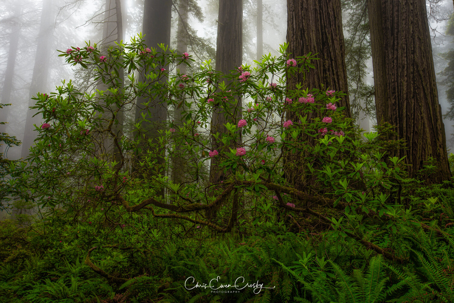 Pink-Bend-California-Redwoods-Bloom-Full
