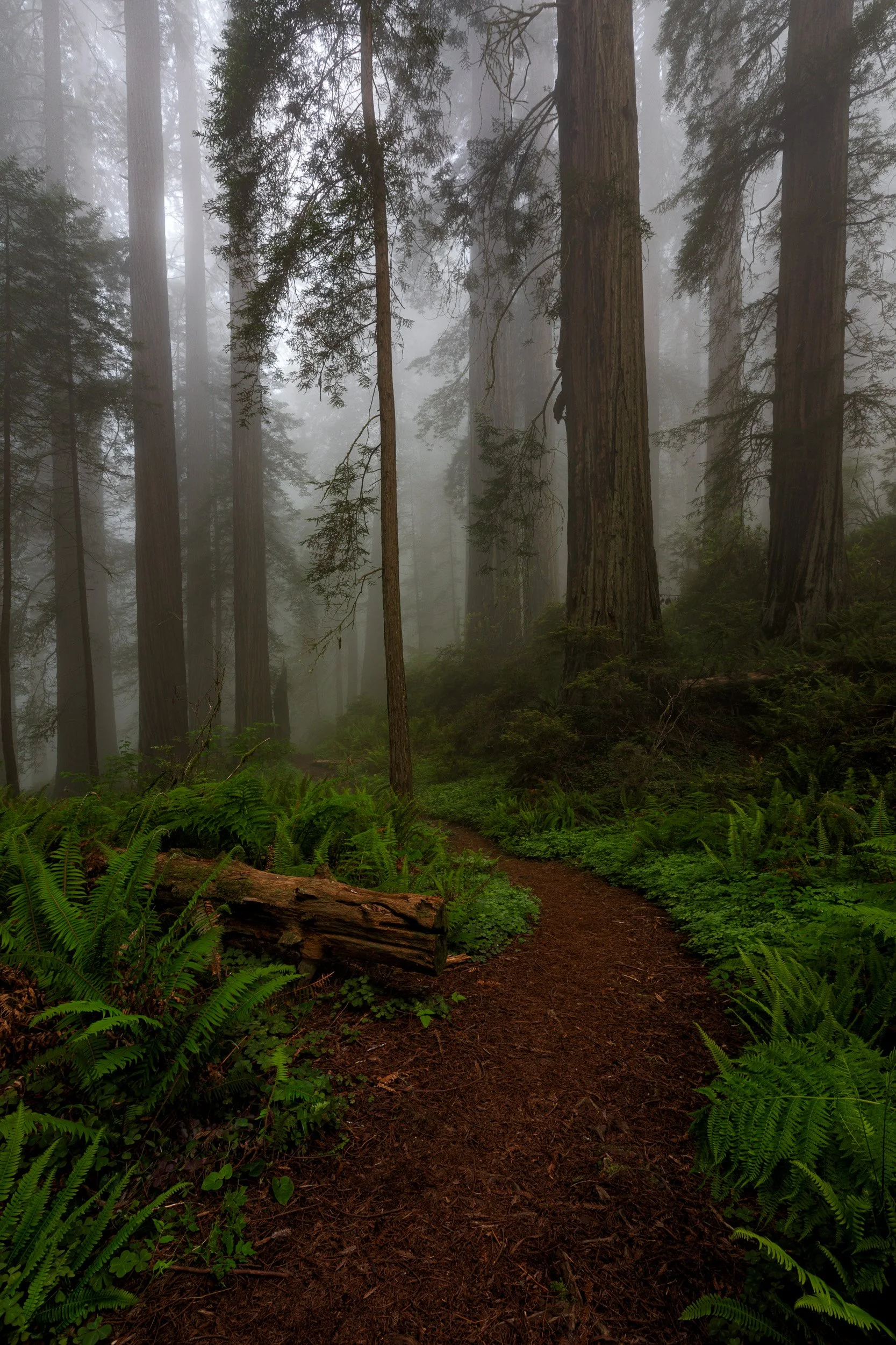 redwood-forest-foggy-trail-fine-art-print.jpg