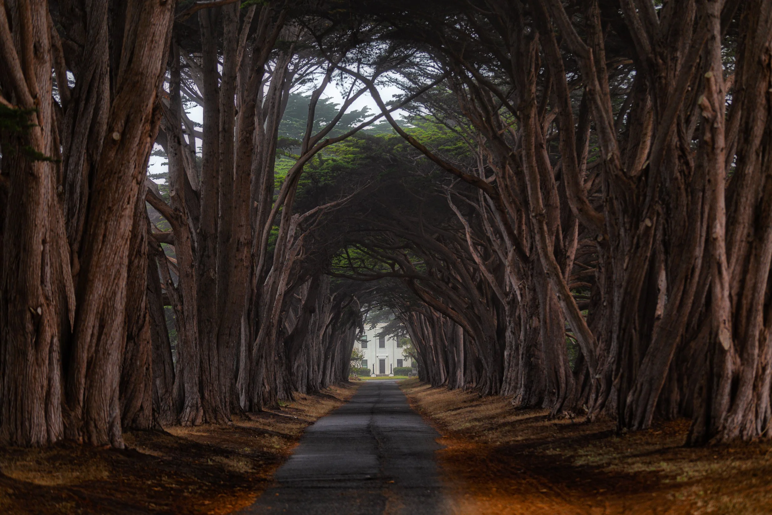 cypress-tree-tunnel-foggy-point-reyes-print.jpg