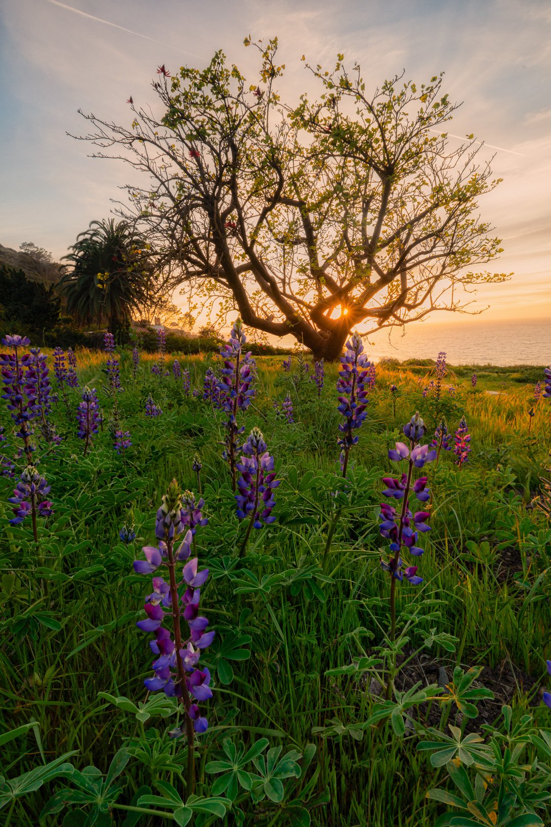 coastal-wildflowers-lupines-tree-sunset-composition.jpg