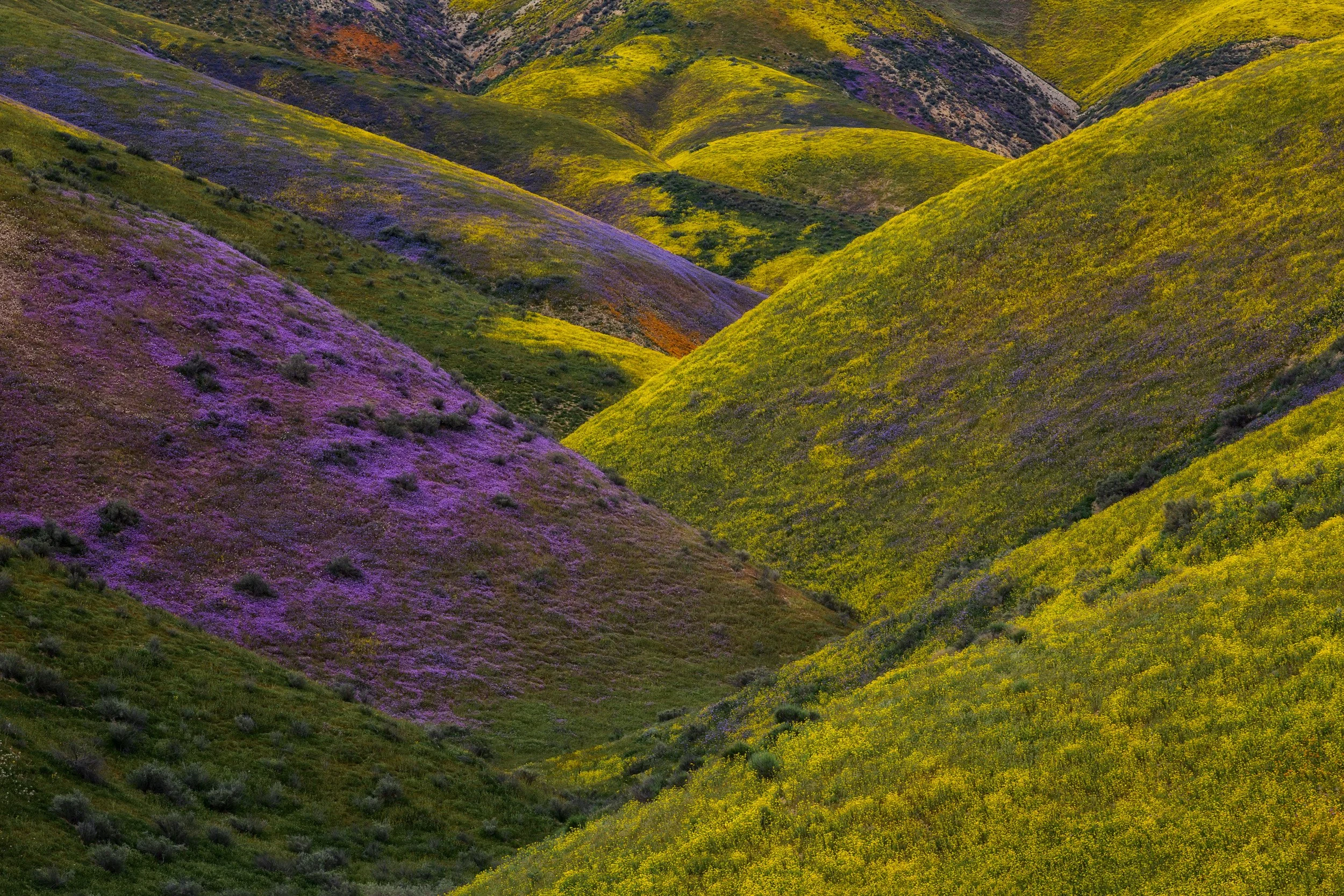 carrizo-layers-horizontal-carrizo-plain-superbloom-fine-art-print.jpg