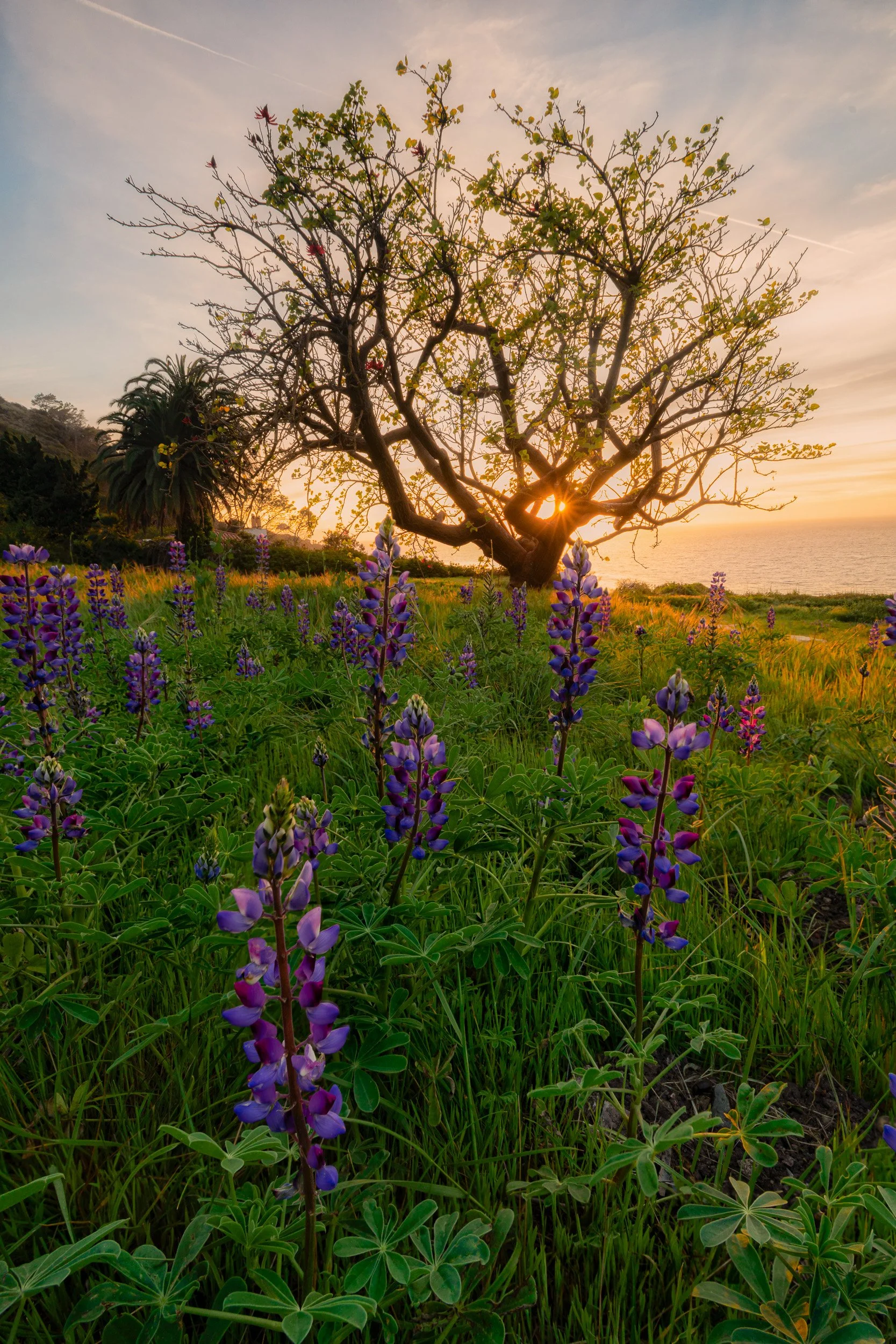 palos-verdes-lupine-sunset-fine-art-print.jpg