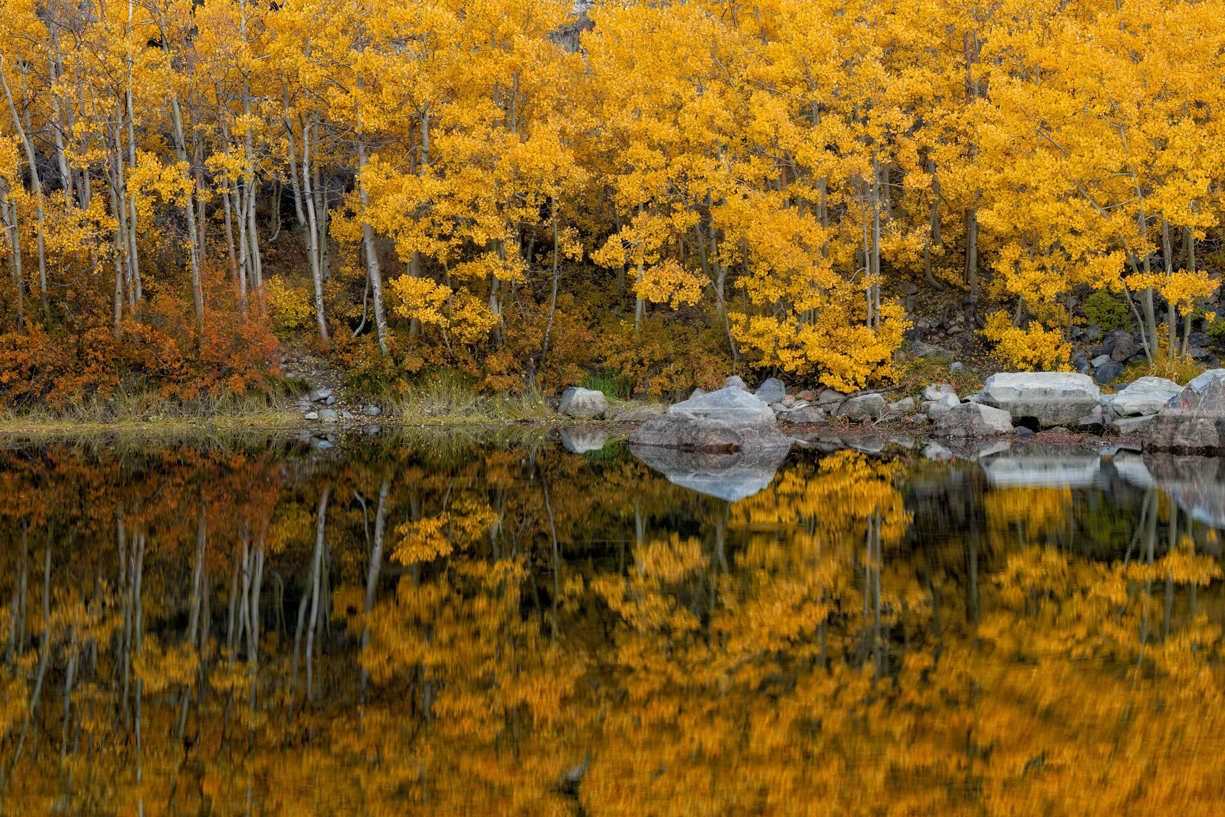 golden-aspen-trees-autumn-lake-reflection-fine-art-print.jpg
