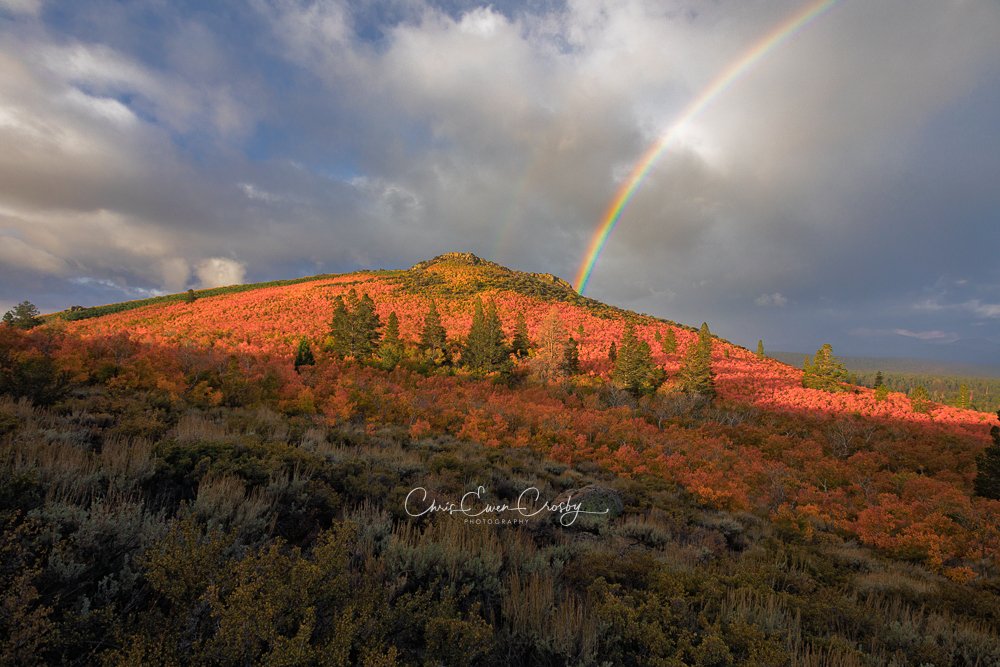 Landscape photo of a vibrant rainbow over golden autumn trees in the Eastern Sierra Mountains during a misty morning.