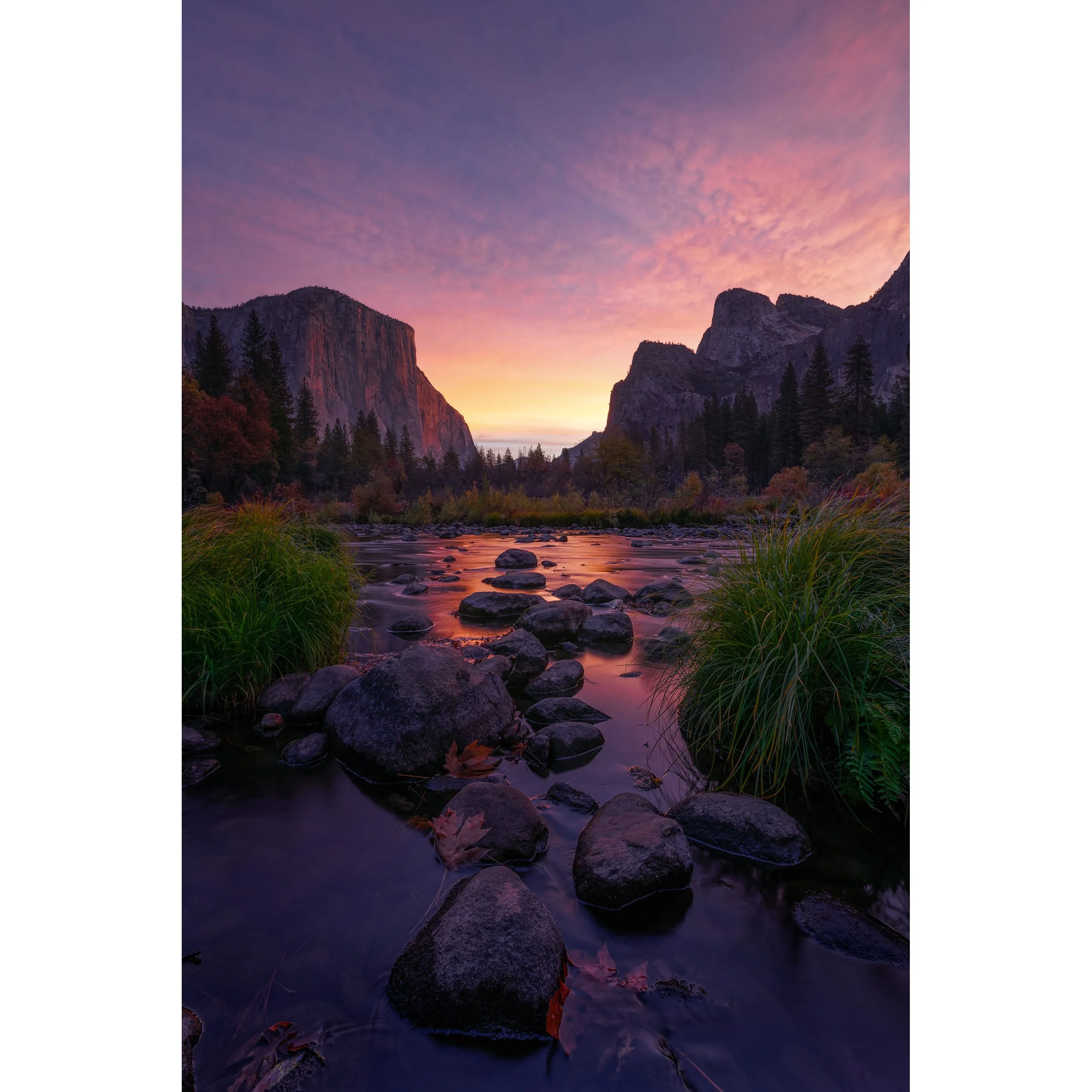 Vertical fine art landscape photograph of Yosemite Valley, with dramatic purple, pink, and orange clouds at sunrise, looking up the Merced River toward El Capitan and Cathedral Rocks.