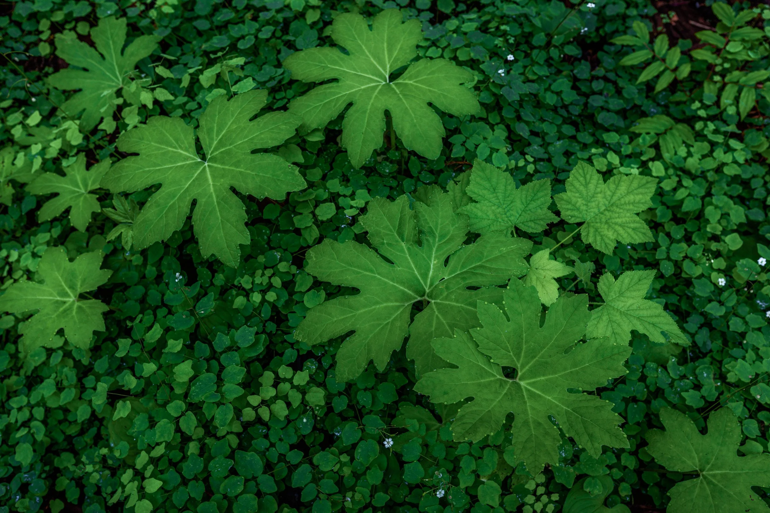Straight Down Top View of a Green Foliage Patch in the Northern California Redwoods