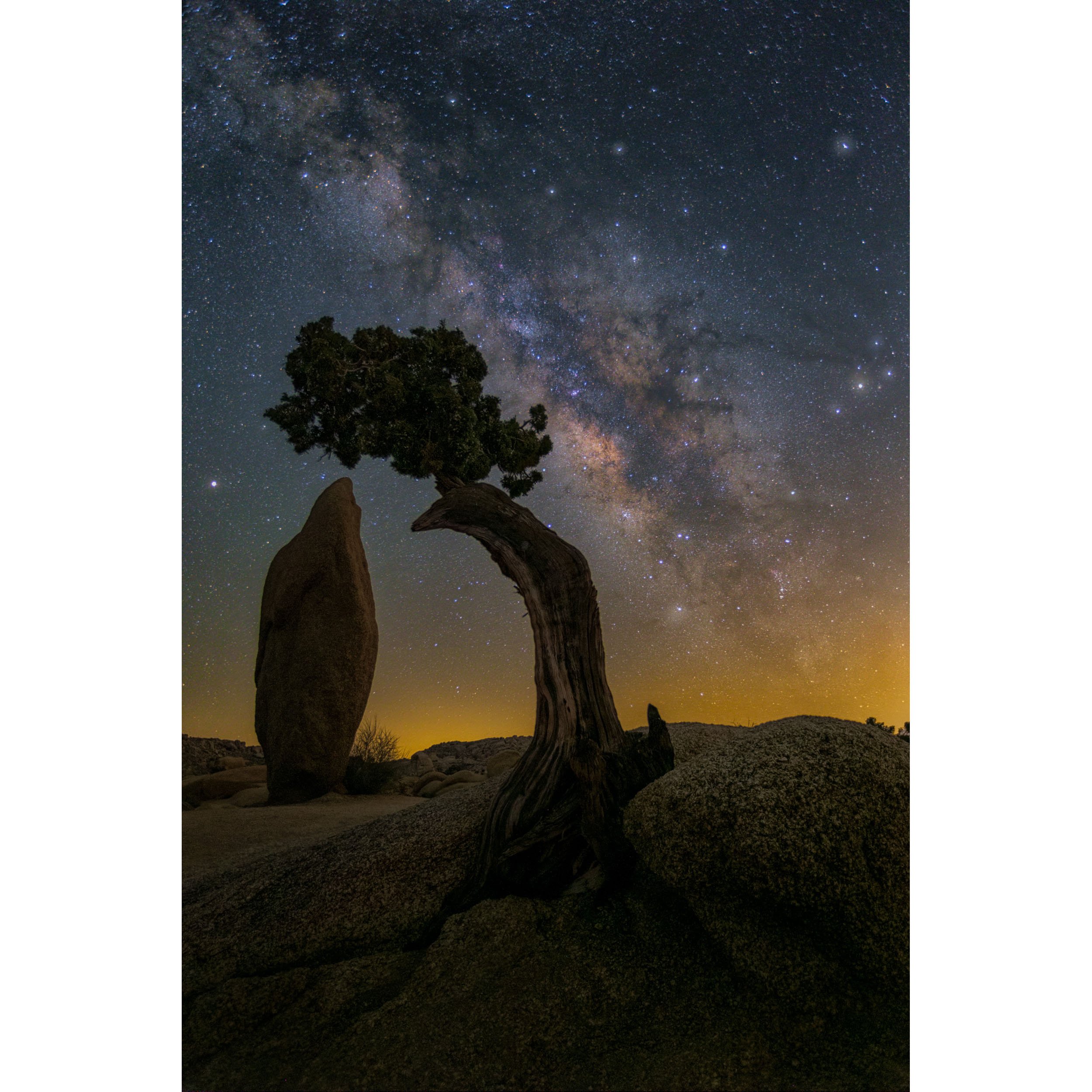 Vertical fine art night photograph of a gnarled desert juniper tree and rock monolith aligned with the Milky Way in Joshua Tree National Park.