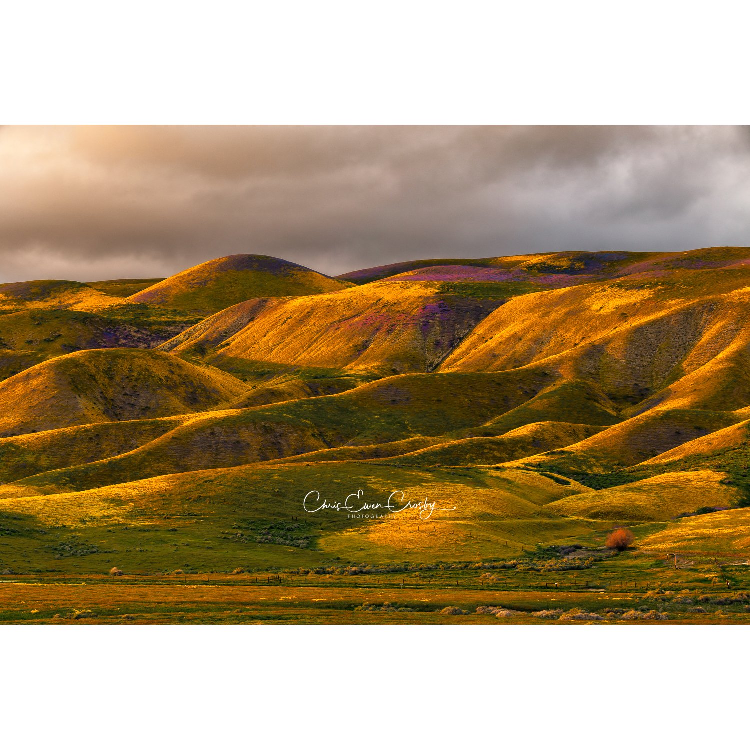 Carrizo Golden Light