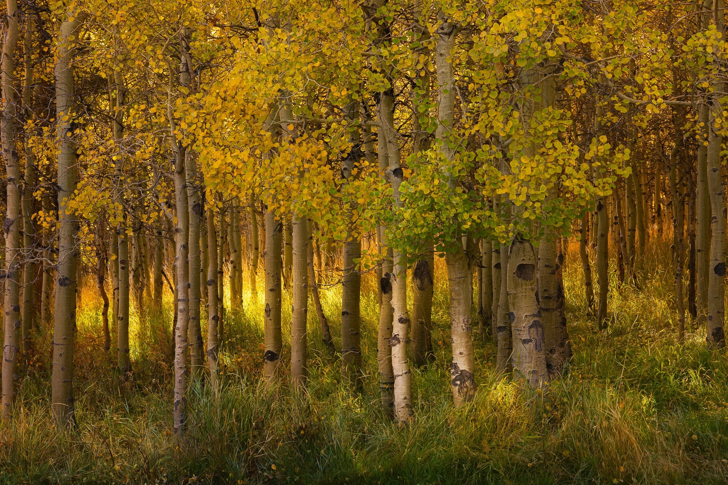 Horizontal intimate landscape photograph of golden afternoon sunlight filtering through a dense grove of white-barked aspen trees during autumn in the Eastern Sierra by Chris Ewen Crosby.