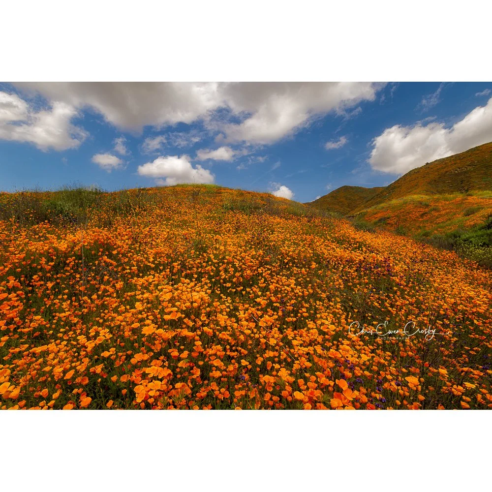 Poppies Galore