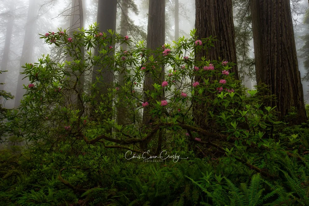 Landscape photo of a curved pink Rhododendron tree blooming in a foggy California Redwood forest with tall trees in mist.