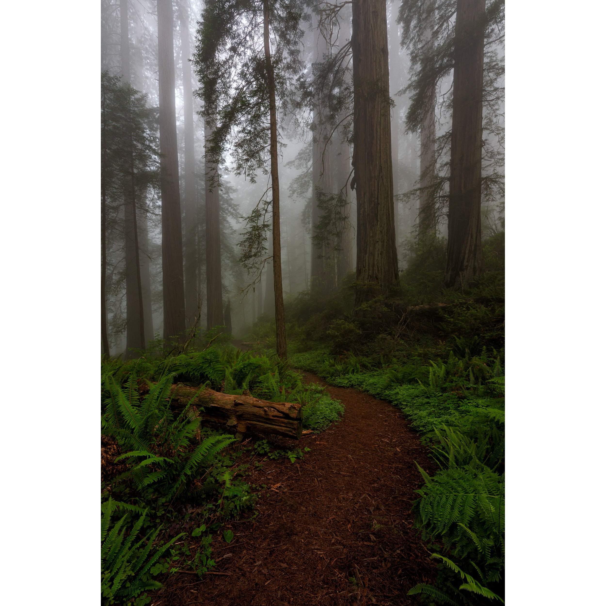 The Whispering Woods