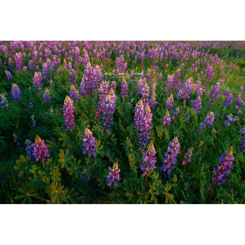 Lupine Garden