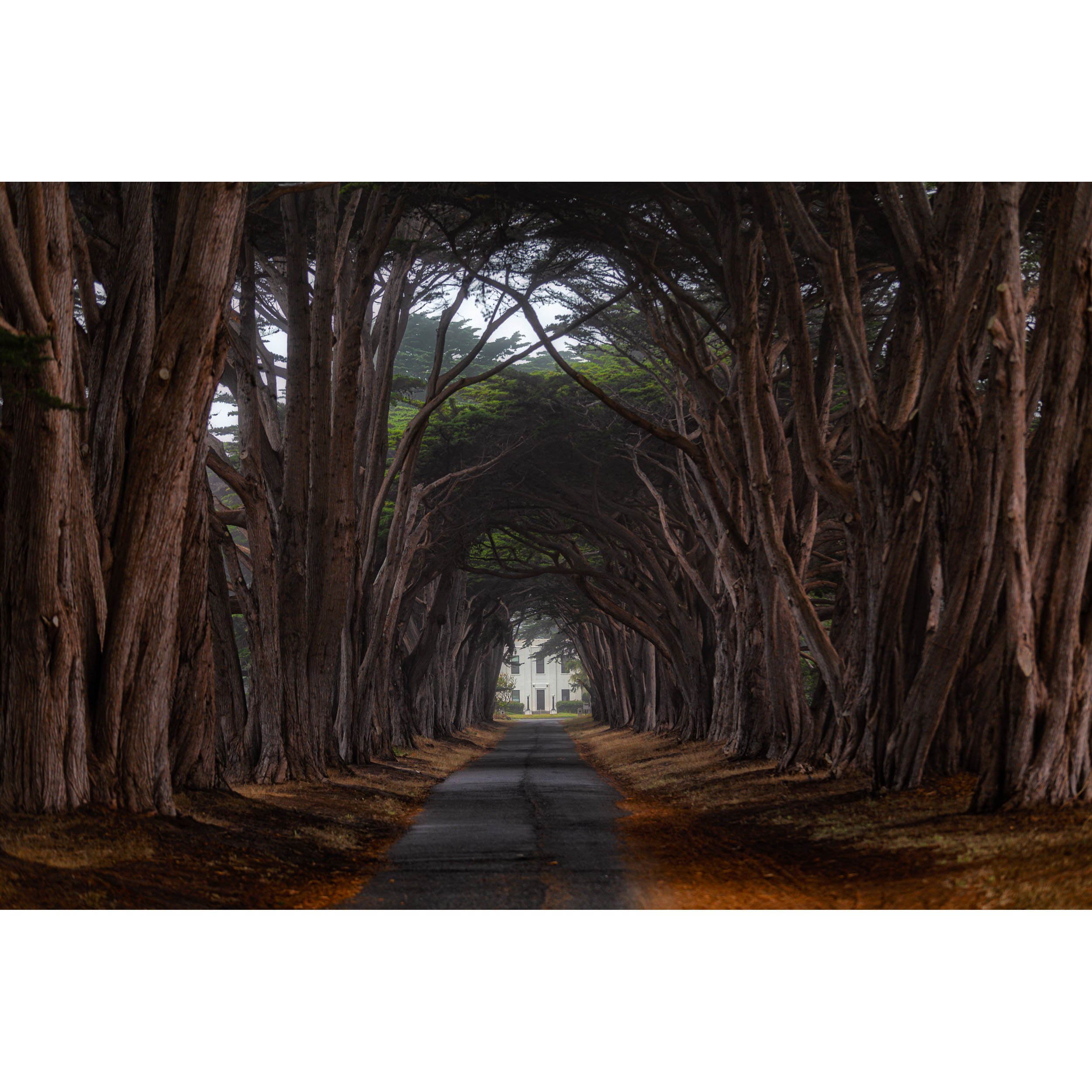 Horizontal fine art landscape photograph of early morning light filtering through foggy cypress trees forming an arched canopy at Point Reyes National Seashore.