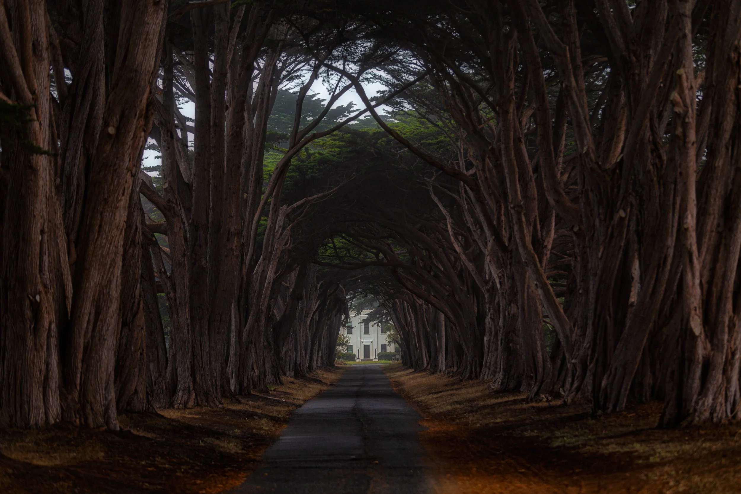 Horizontal landscape photograph of towering Monterey cypress trees forming a canopy over a narrow road leading to a historic white building in Point Reyes National Seashore by Chris Ewen Crosby.