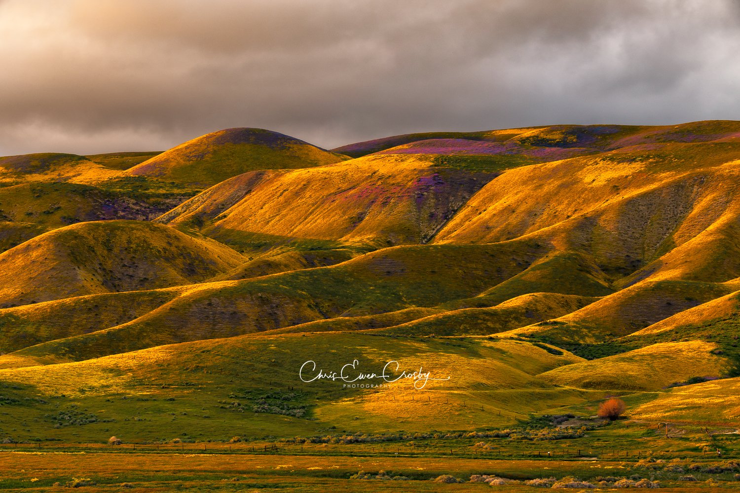 Landscape photo of golden sunlight rays hitting a yellow wildflower super bloom on rolling hills in California.