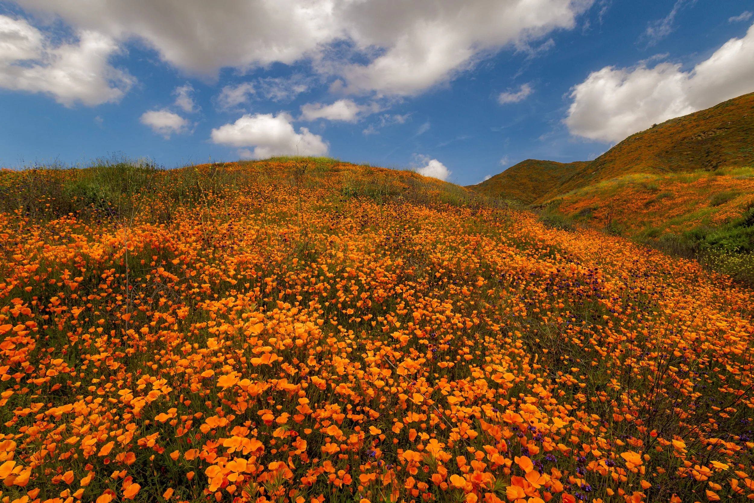 Vibrant Hillside Covered in Orange California Poppies Under a Cloudy Sky