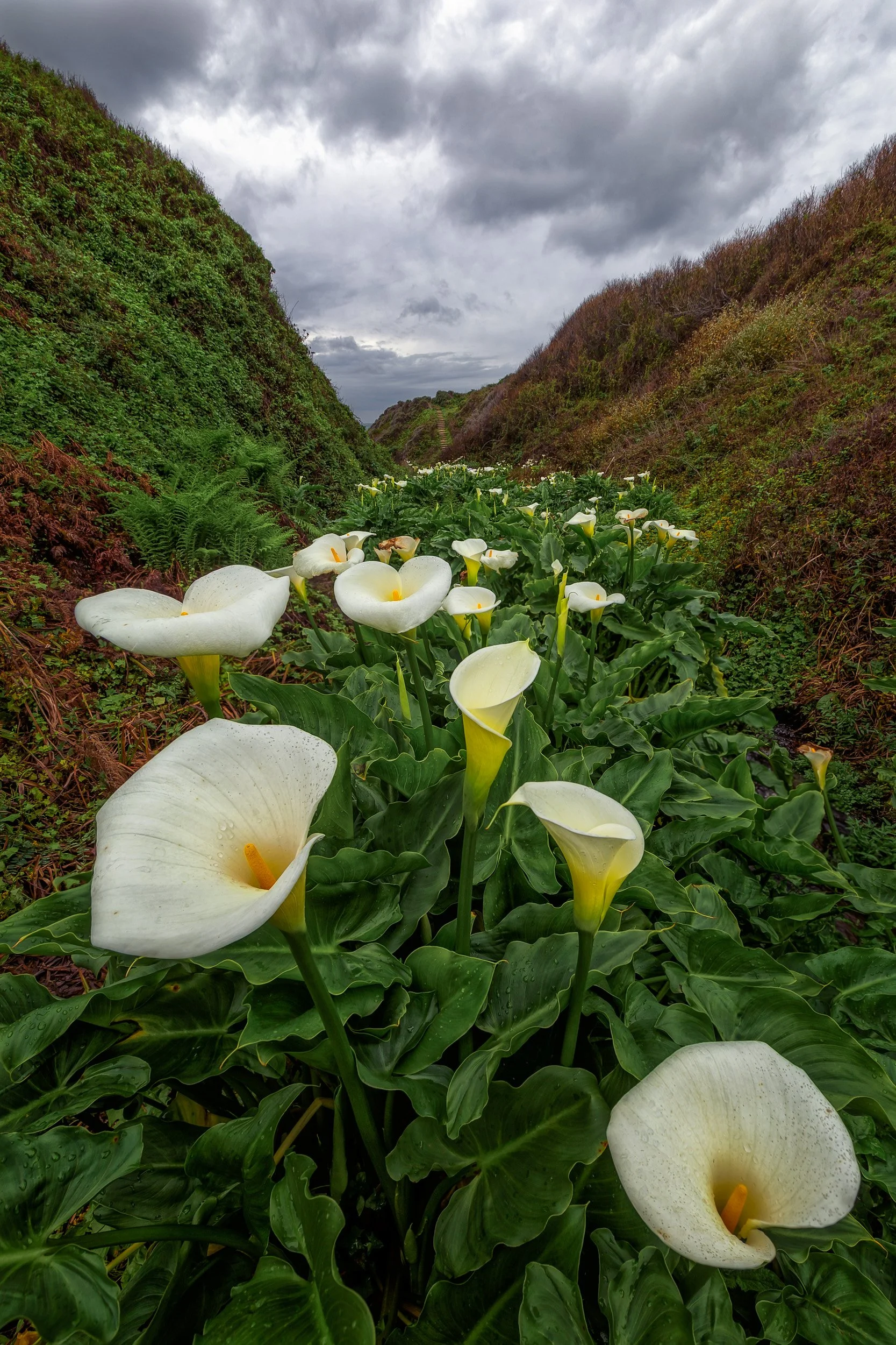 Vertical landscape photograph of white wild calla lilies blooming in a coastal ravine at Calla Lily Valley in Garrapata State Park, Big Sur by Chris Ewen Crosby.