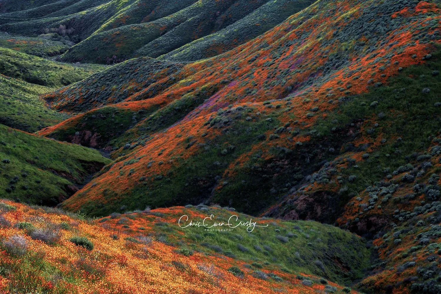 Abstract horizontal photograph of rolling green hills covered in bright orange California poppies at Lake Elsinore.