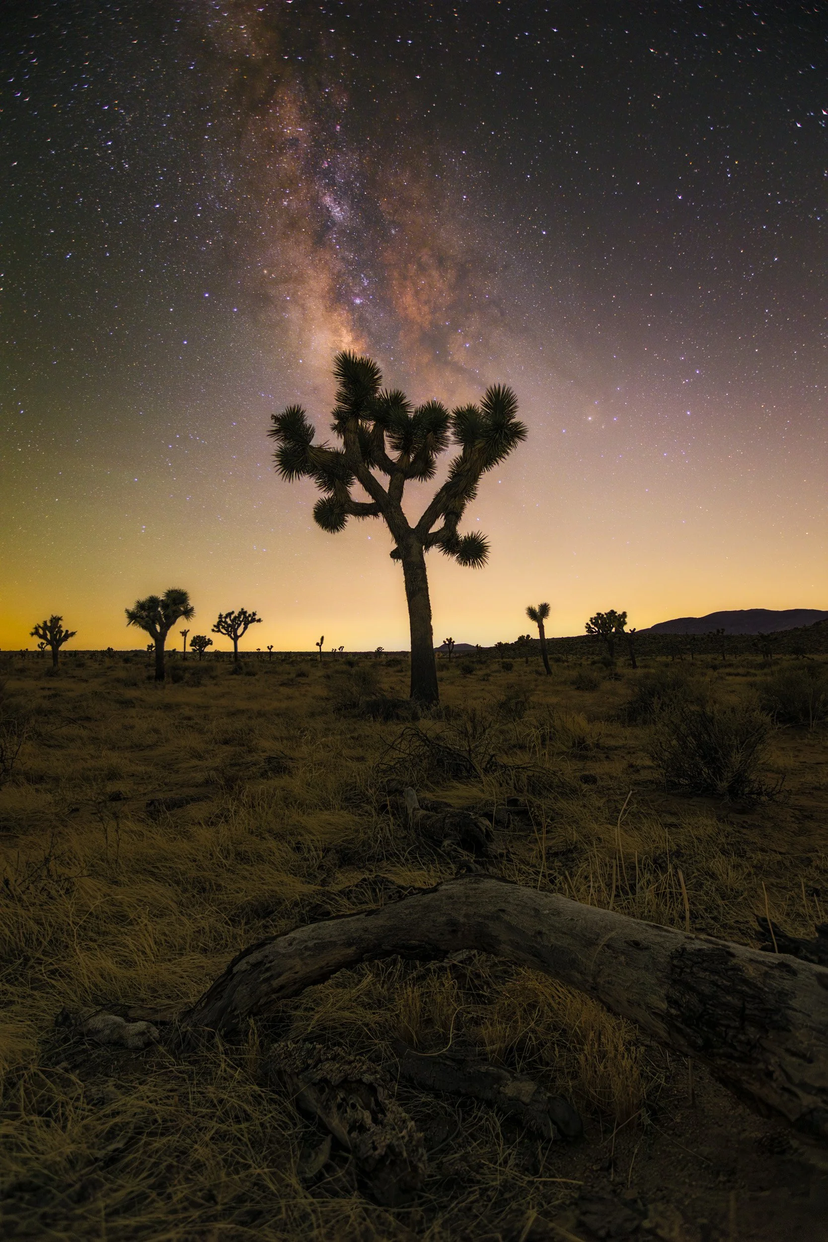 Vertical fine art night landscape photo showing a bright yellow artificial light dome glowing along the horizon behind a Joshua tree silhouette under the Milky Way.