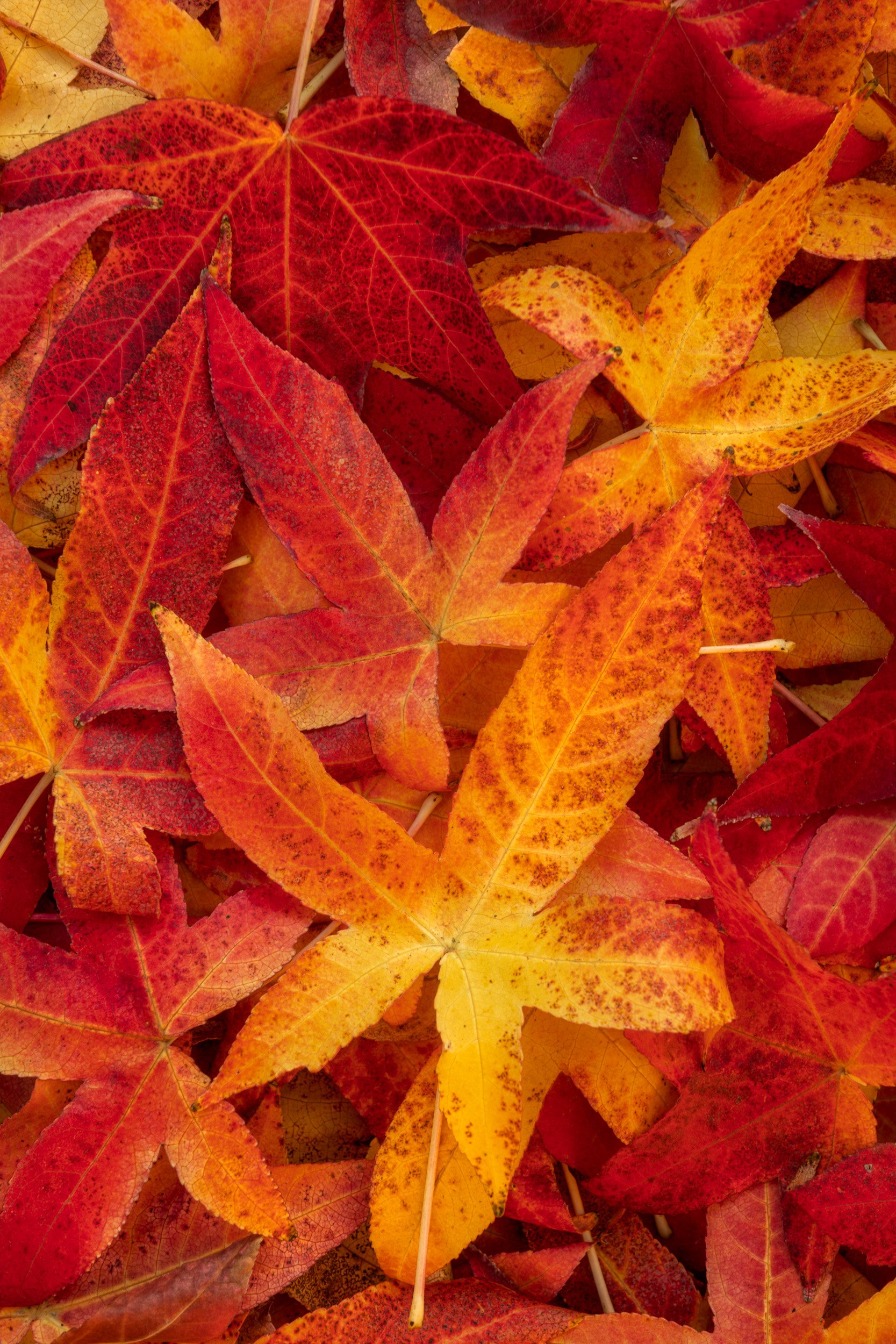 Close Up View of an Overlapping Bed of Warm Colored Leaves During Autumn