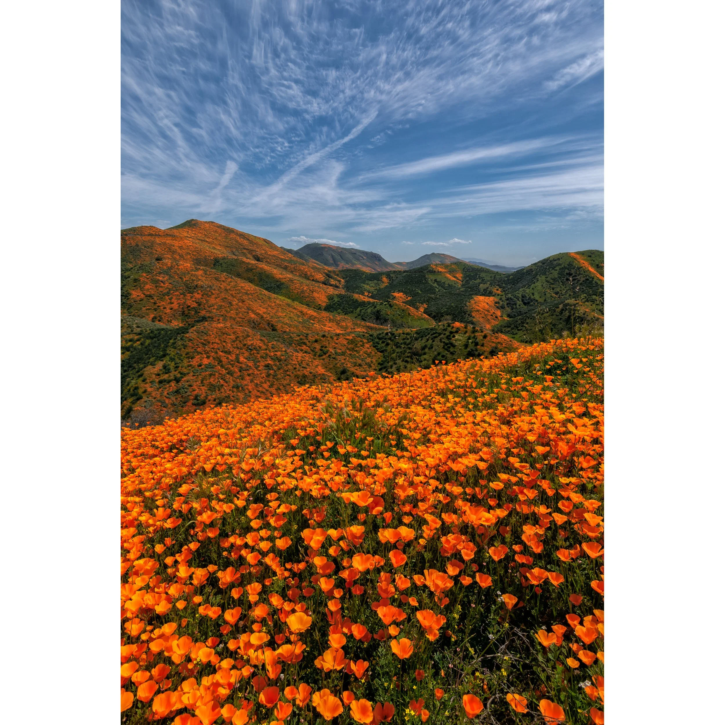 Poppy  Heaven