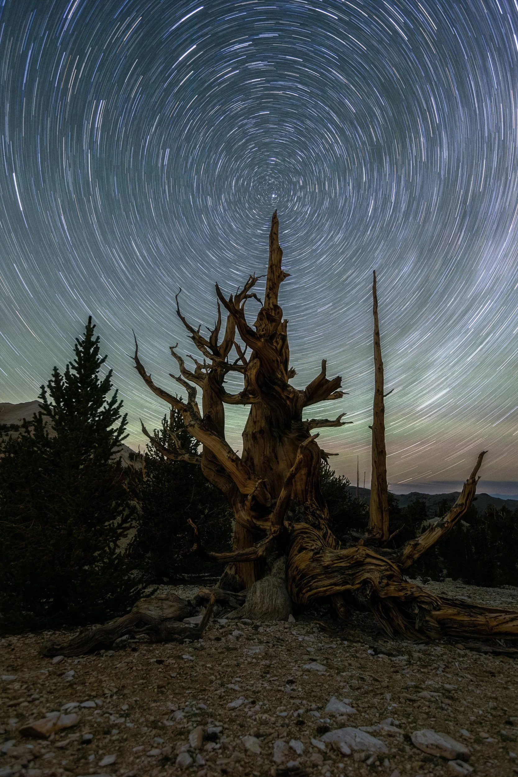 Vertical long exposure night photograph of circular star trails centered around Polaris directly above an ancient gnarled Bristlecone pine tree in the White Mountains by Chris Ewen Crosby.