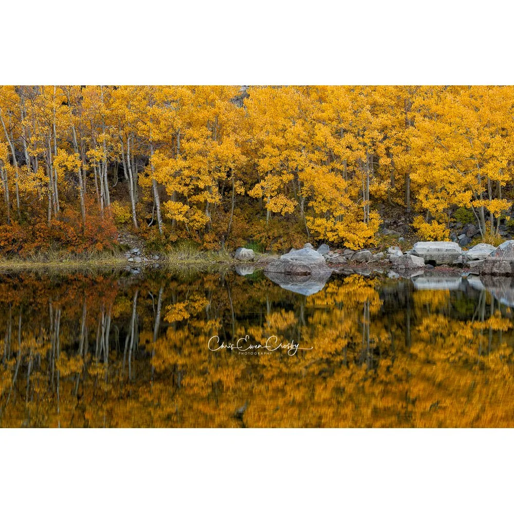 Landscape photo of orange and yellow fall trees reflecting in a calm Eastern Sierra lake at dusk.