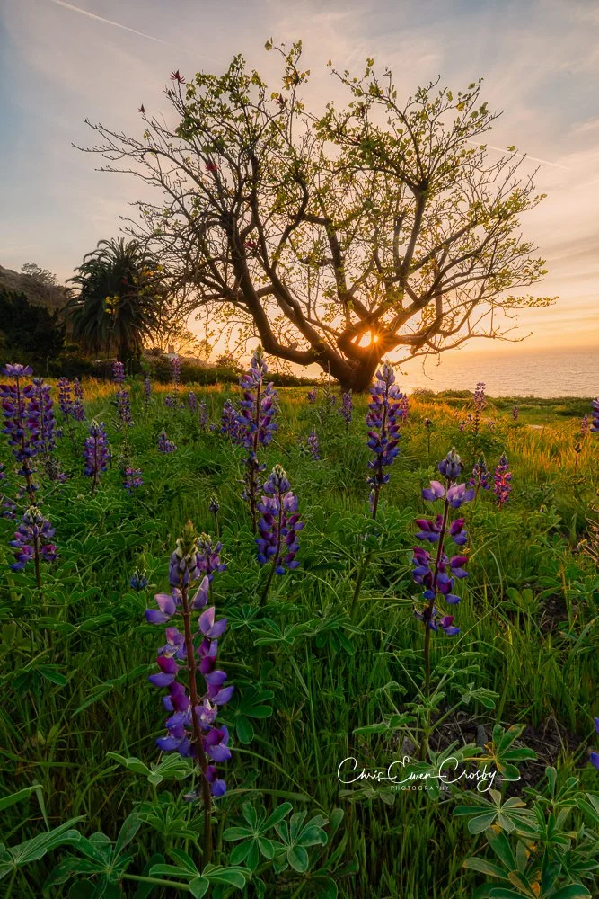 Vibrant purple lupine wildflowers blooming on a coastal hillside under a golden sunset with a silhouetted gnarled tree.