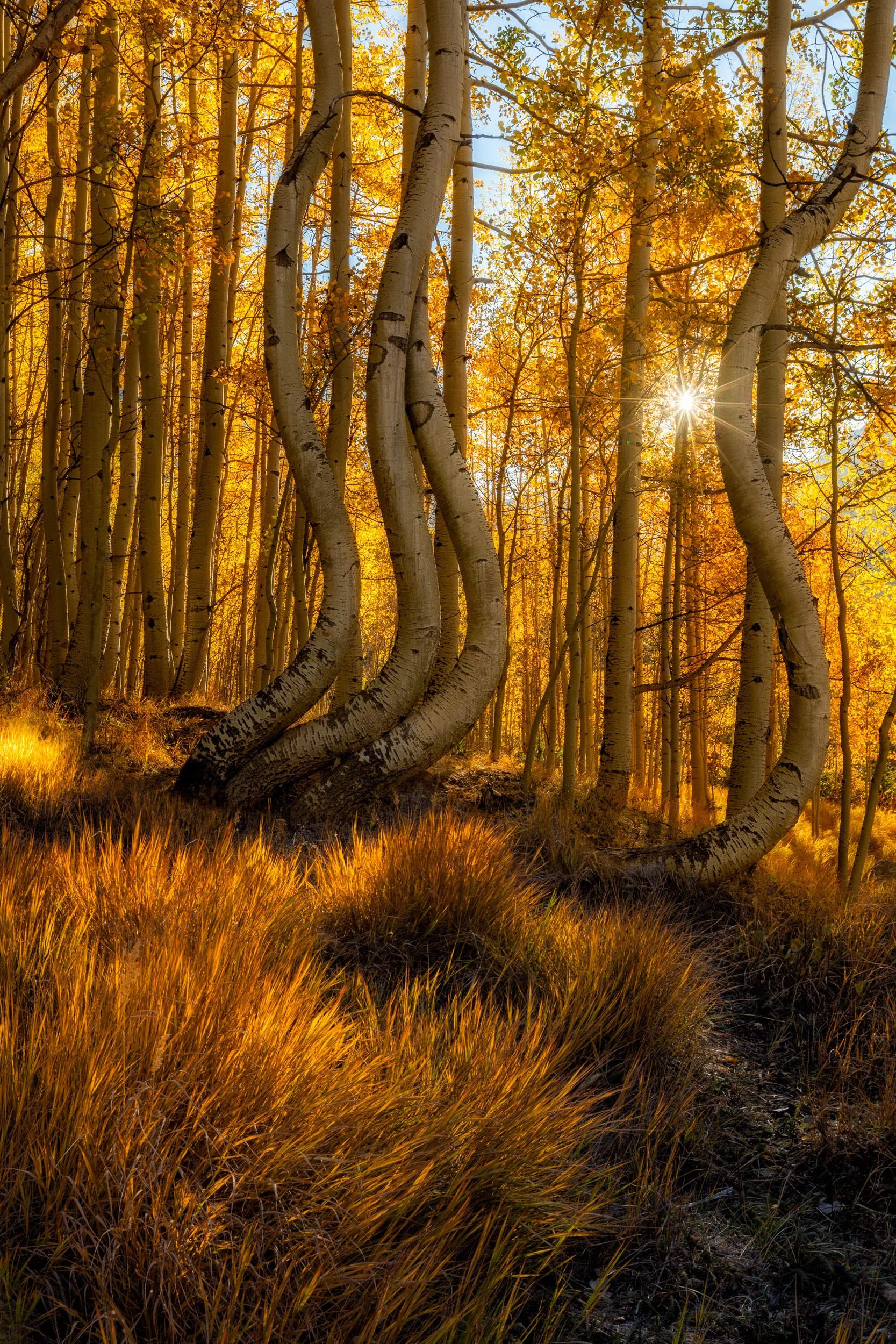 Vertical landscape photograph of uniquely curved golden aspen tree trunks in an San Juan Mountains autumn forest with sunburst lighting through the canopy by Chris Ewen Crosby.