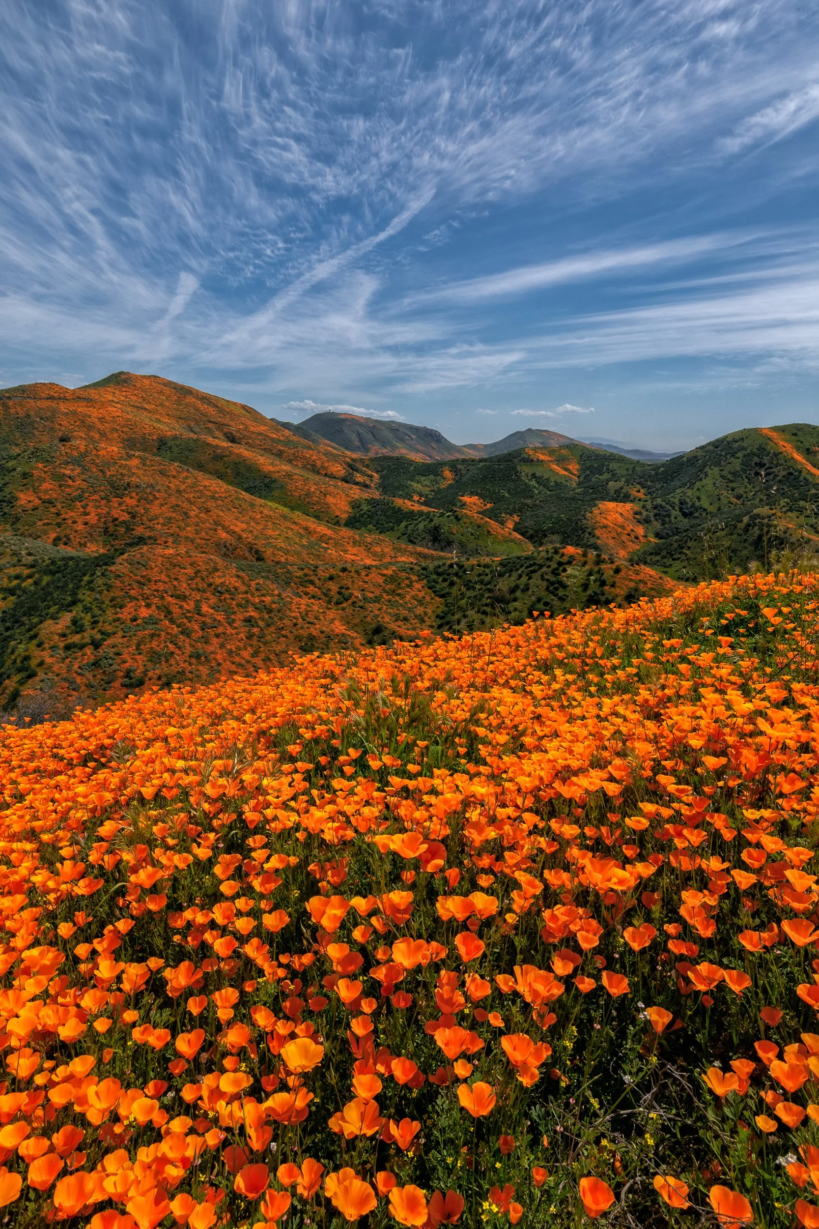 Vertical landscape photograph of a hill blanketed in vibrant orange California poppies during the historic superbloom at Walker Canyon in Lake Elsinore by Chris Ewen Crosby.