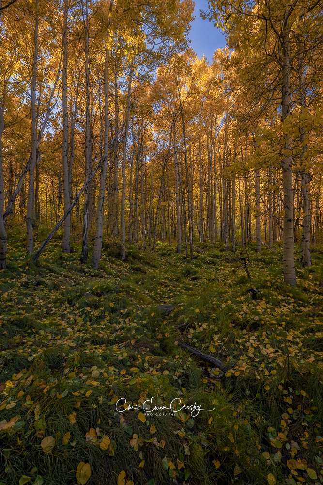 Vertical photo of white-barked aspen trees in an autumn forest with tall golden grass and yellow leaves on the ground.