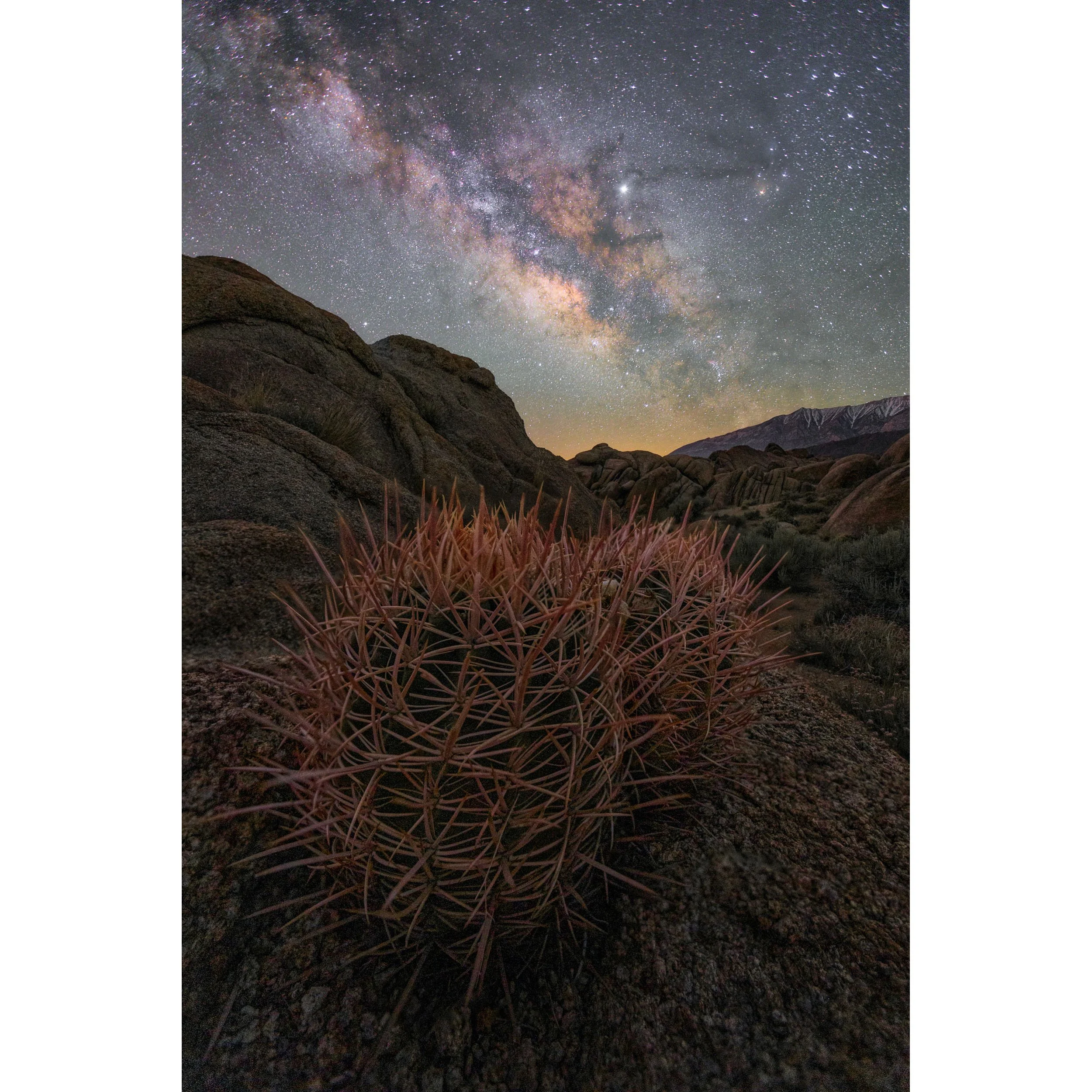 Barrel Cactus Milk Way