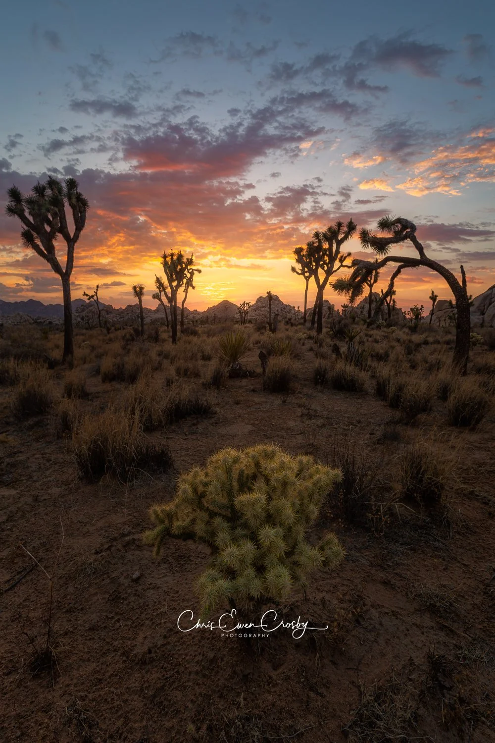 A vertical sunset photograph titled "Joshua Tree Burn" showing silhouetted Joshua trees and rock formations against a vibrant orange and yellow burning sky in Joshua Tree National Park.