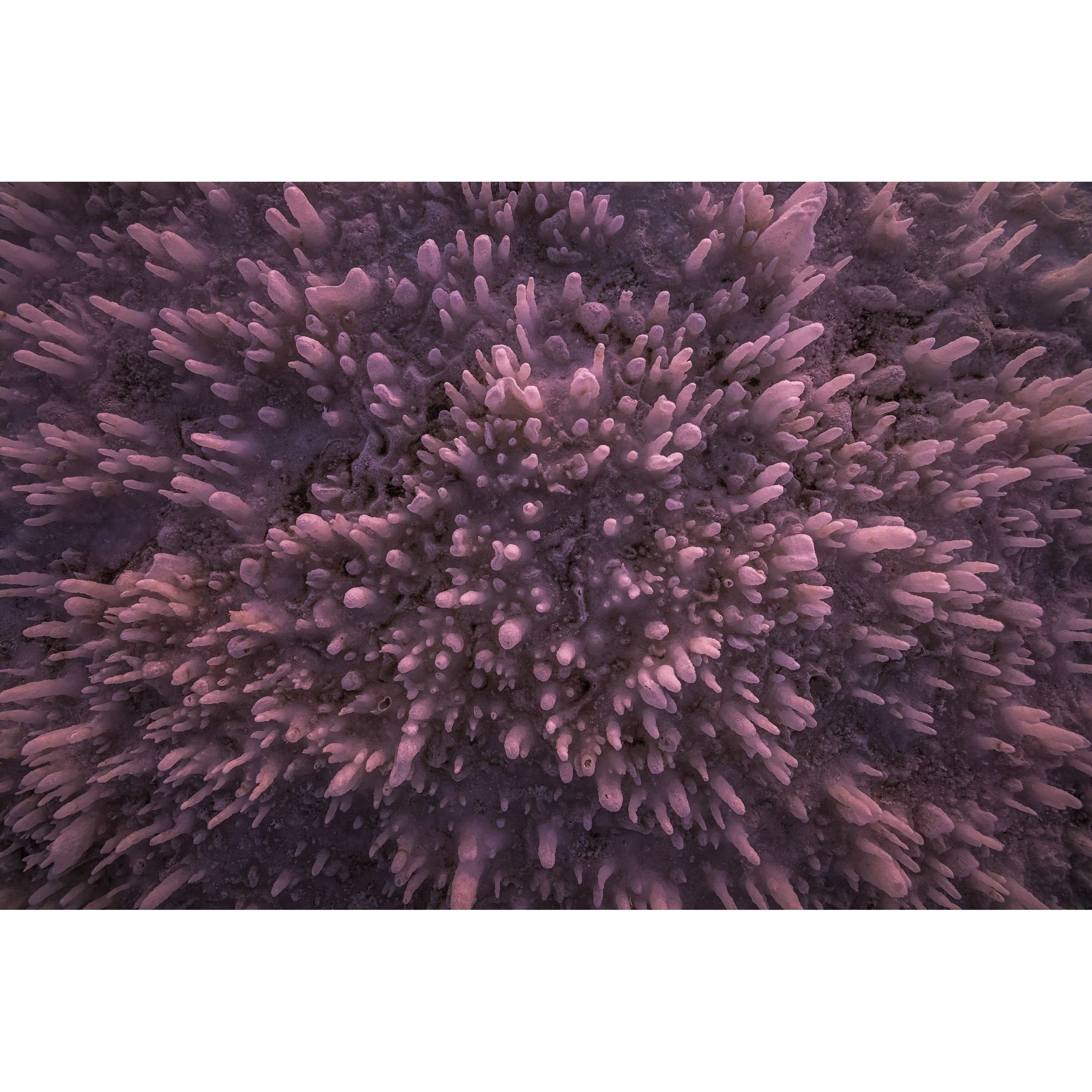 Horizontal abstract fine art photograph of intricate pink and purple salt formations macro detail on a Death Valley salt flat.