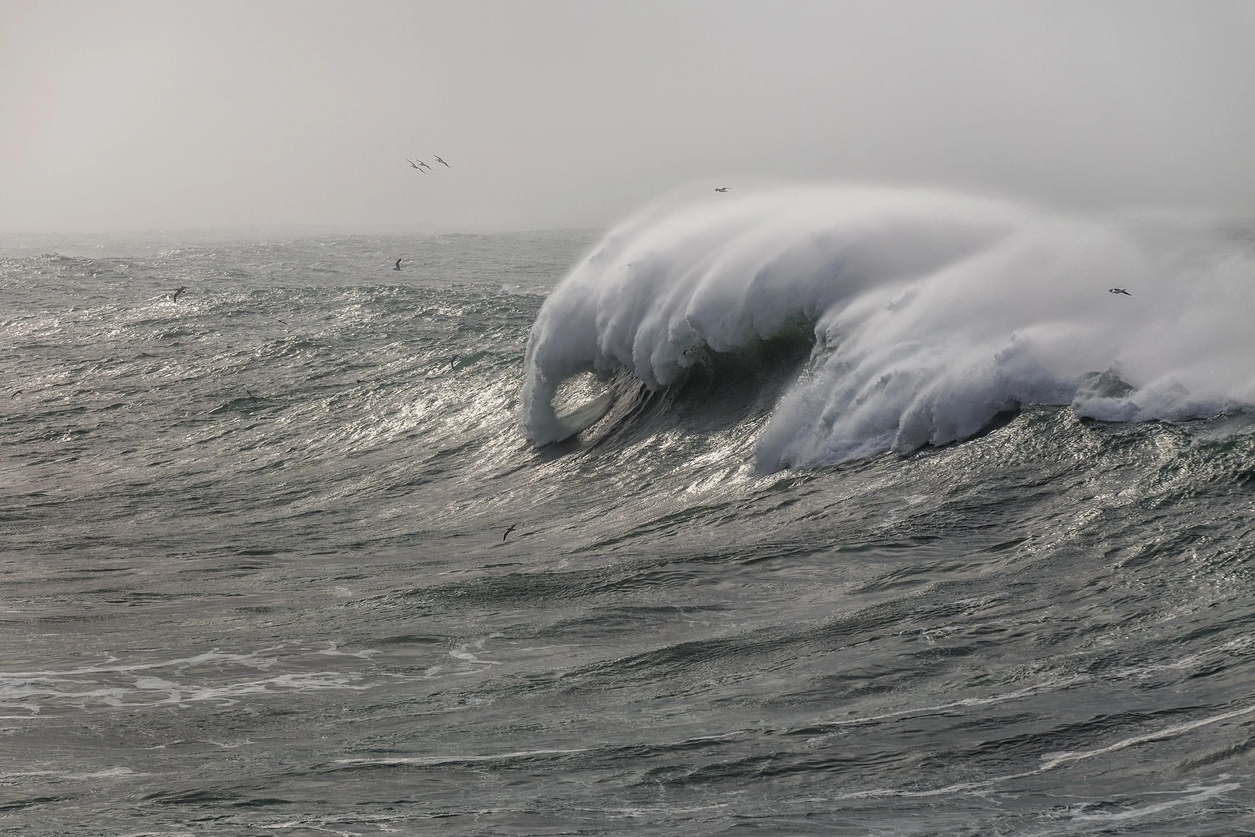Horizontal Telephoto shot of a massive ocean wave breaking and pitching spray with seabirds flying in moody fog off Pescadero State Beach by Chris Ewen Crosby.