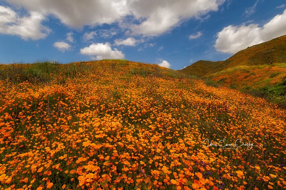 A wide-angle landscape photograph of a California hillside completely covered in bright orange poppies during a super bloom, under a soft sky.