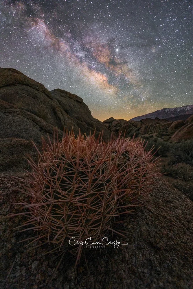 Vertical night photography of a glowing barrel cactus in the foreground with the Milky Way galaxy rising vertically in the background at Alabama Hills, California.