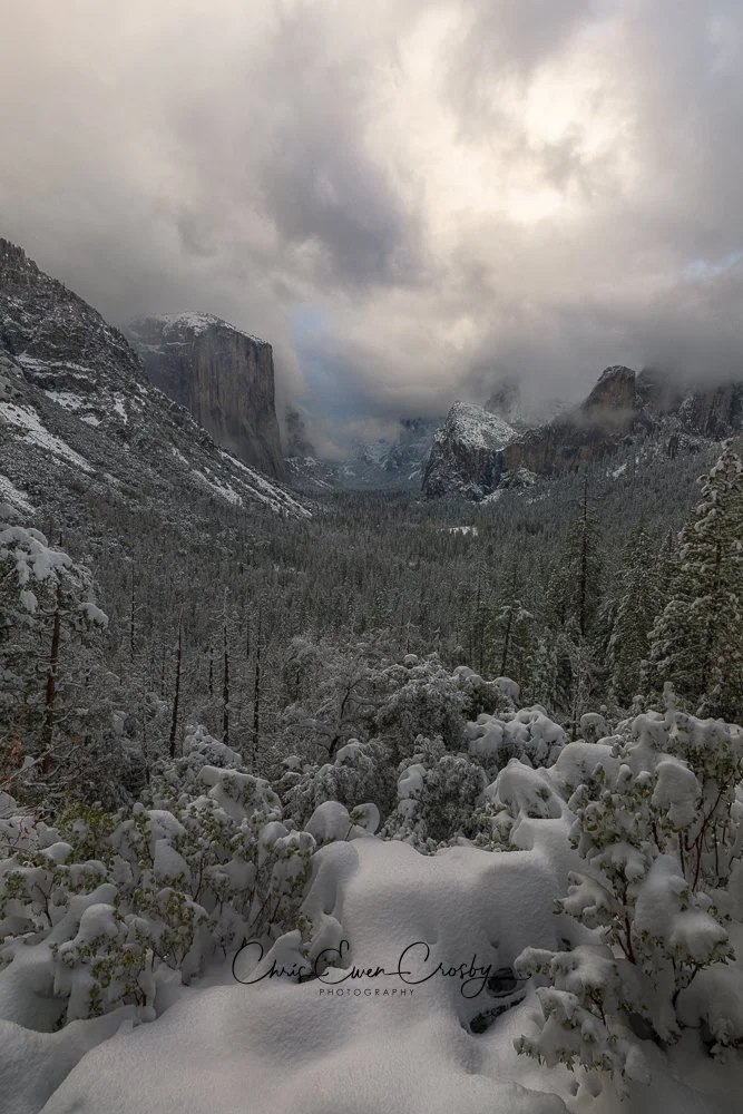 A dramatic landscape of a clearing snowstorm in Yosemite, featuring misty mountain peaks and snow-covered pine trees.