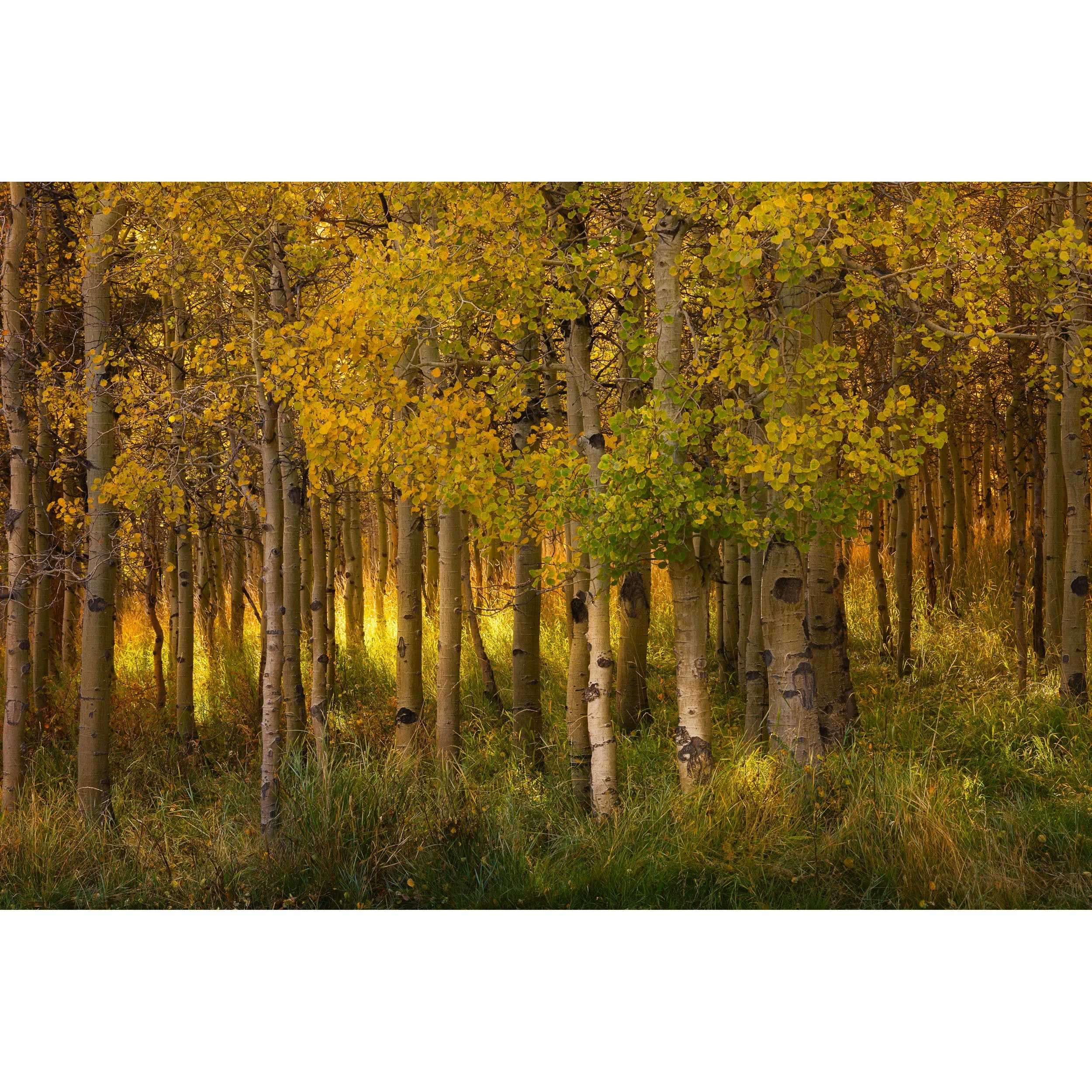 Horizontal fine art photograph of a dense golden aspen tree grove illuminated by warm sunlight in an autumn forest.