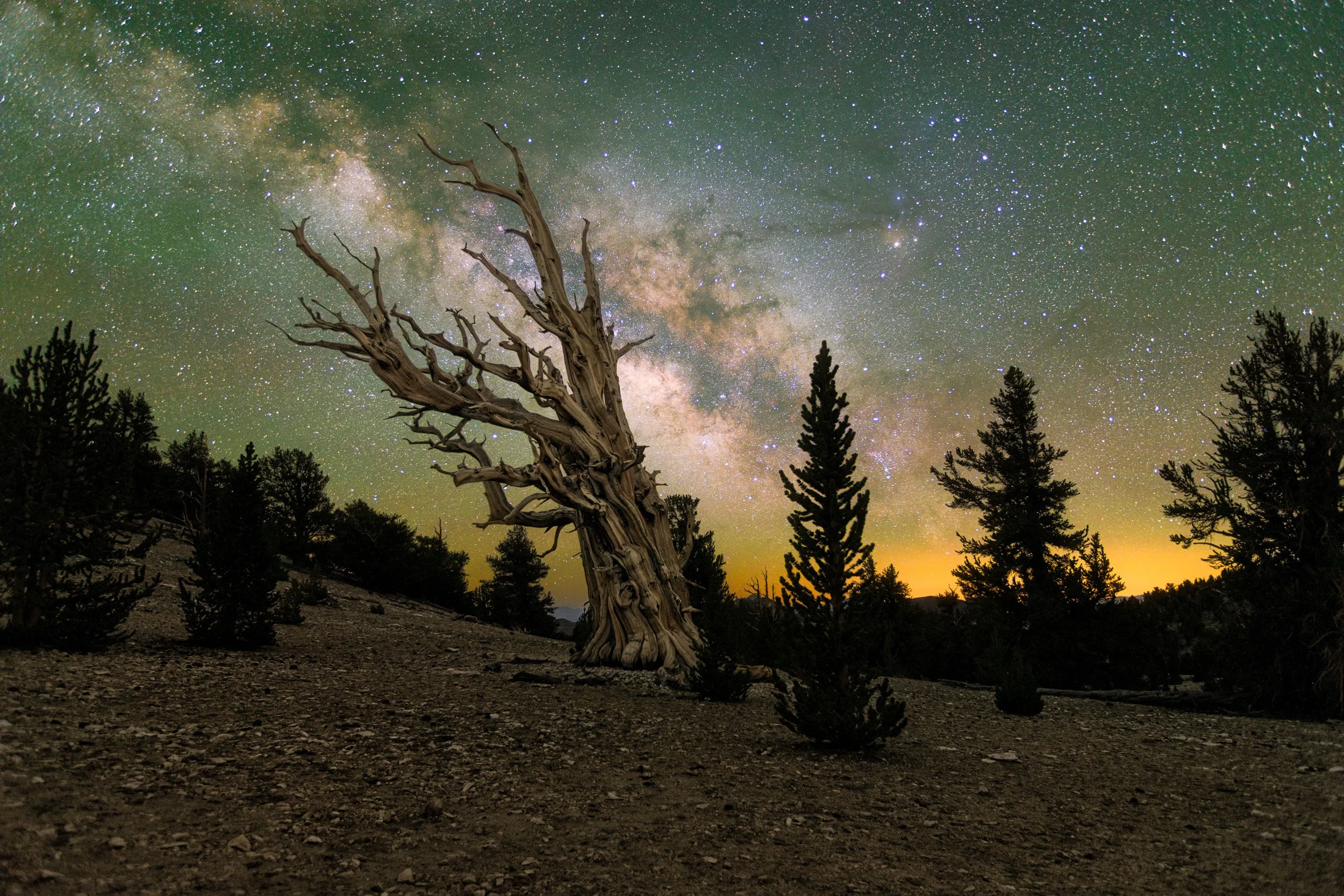 Horizontal night astrophotography photograph of an ancient gnarled Bristlecone Pine tree silhouetted against vivid airglow and the Milky Way galaxy in the White Mountains by Chris Ewen Crosby.