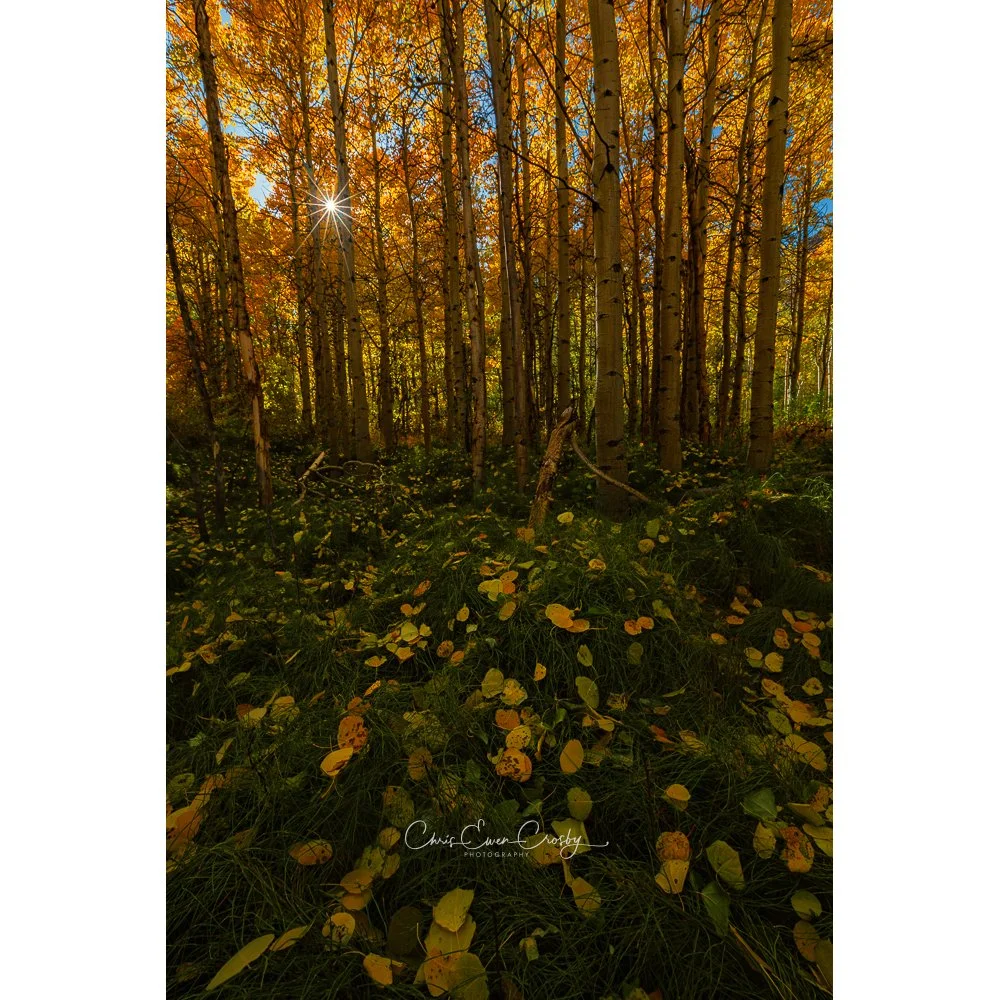 Fall Carpet