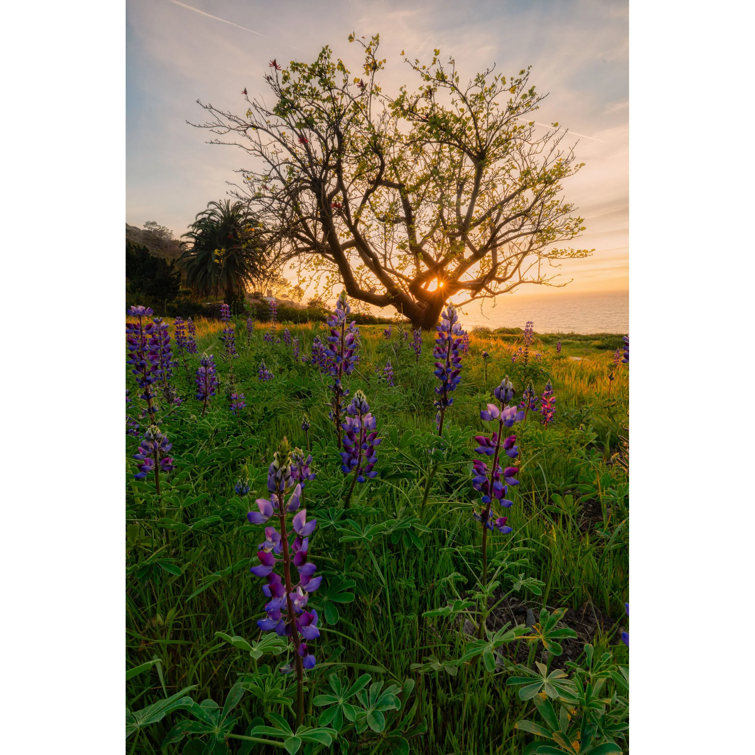 Shades of Spring