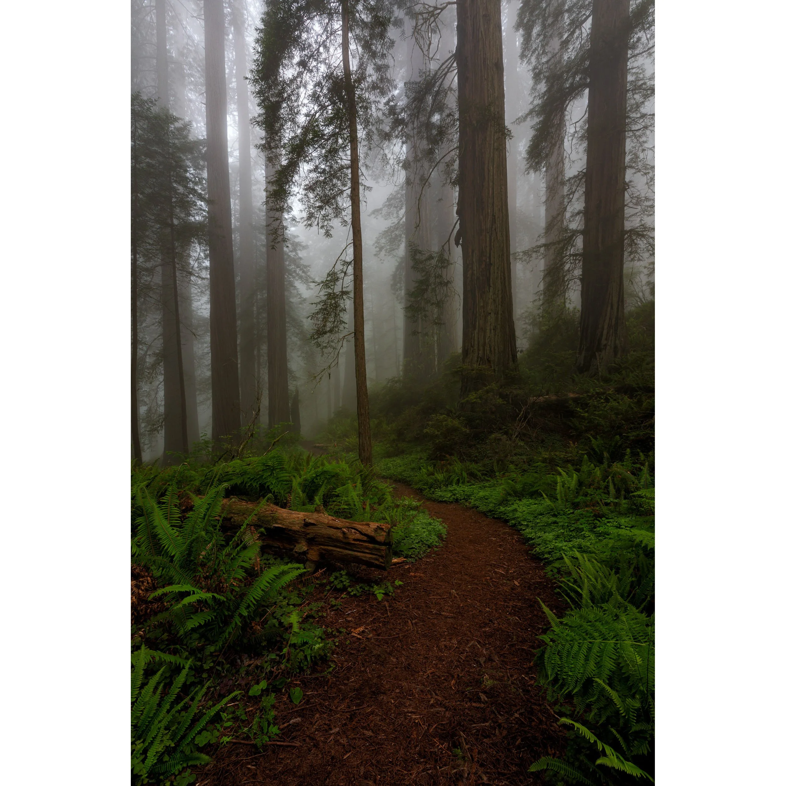 The Whispering Woods