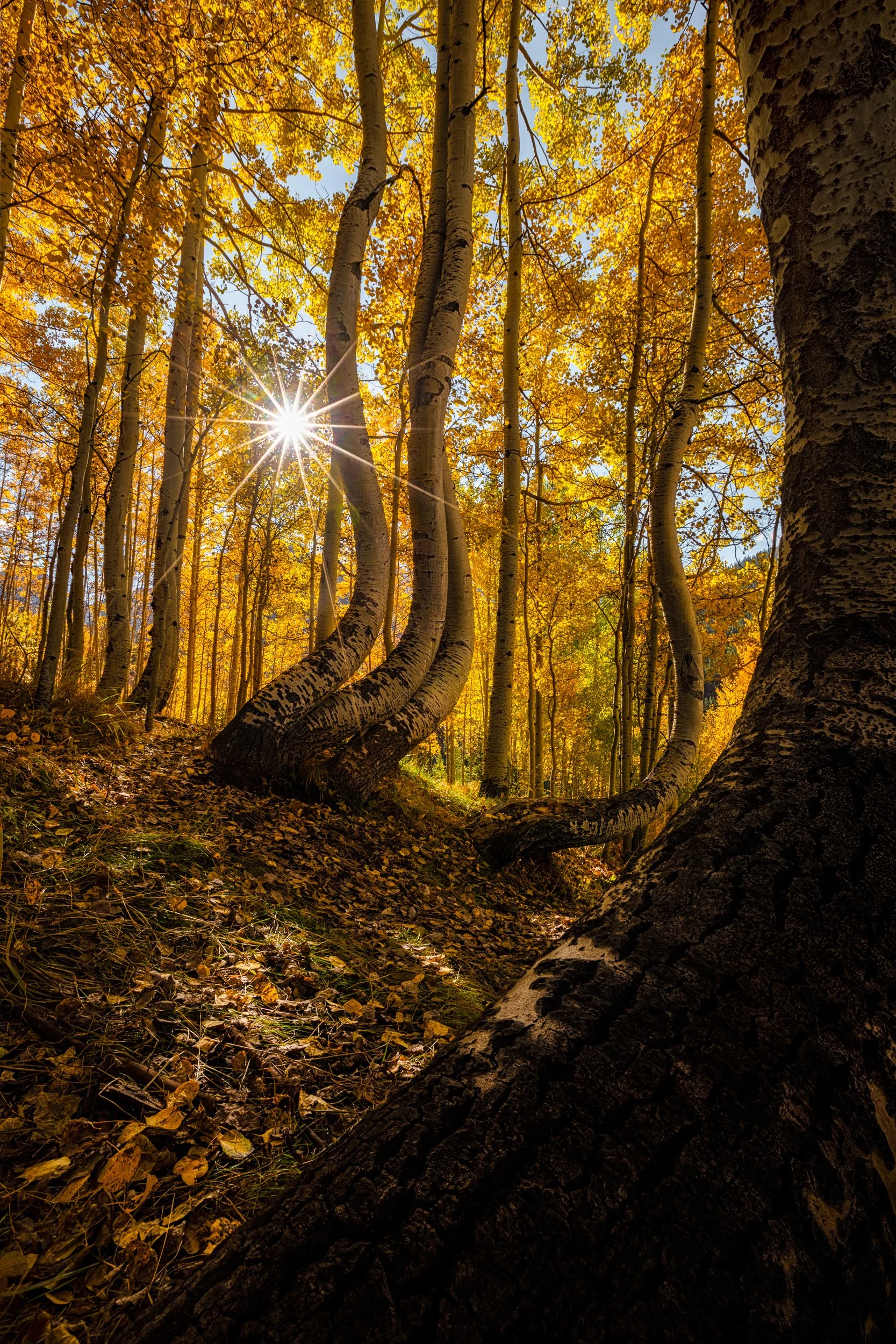 Vertical landscape photograph of golden autumn aspen trees with uniquely curved trunks and a sharp sunstar bursting through the canopy.