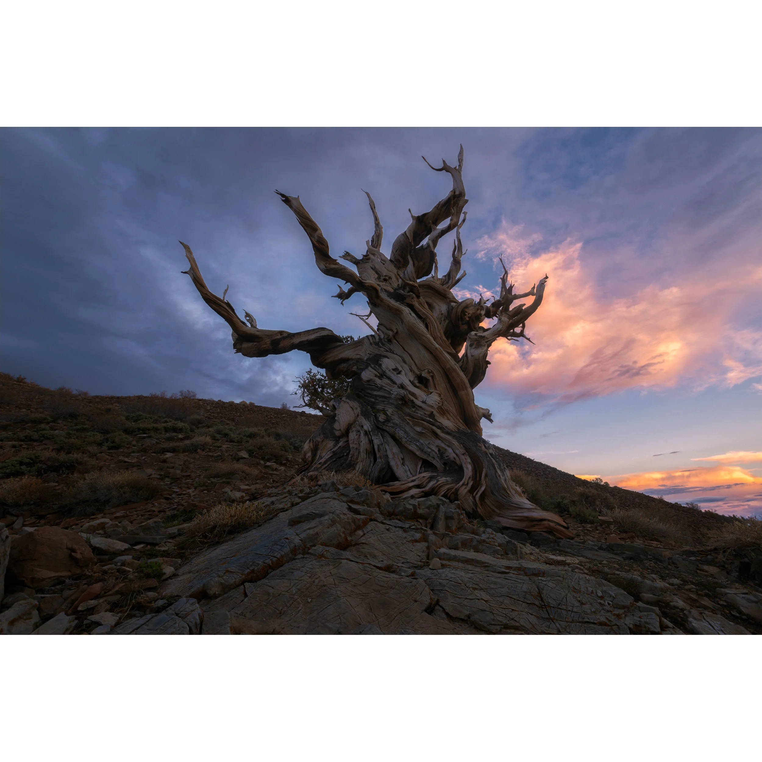 Horizontal fine art landscape photograph of an ancient gnarled bristlecone pine tree against a dramatic dusk sky with pink sunset clouds in the White Mountains of California.